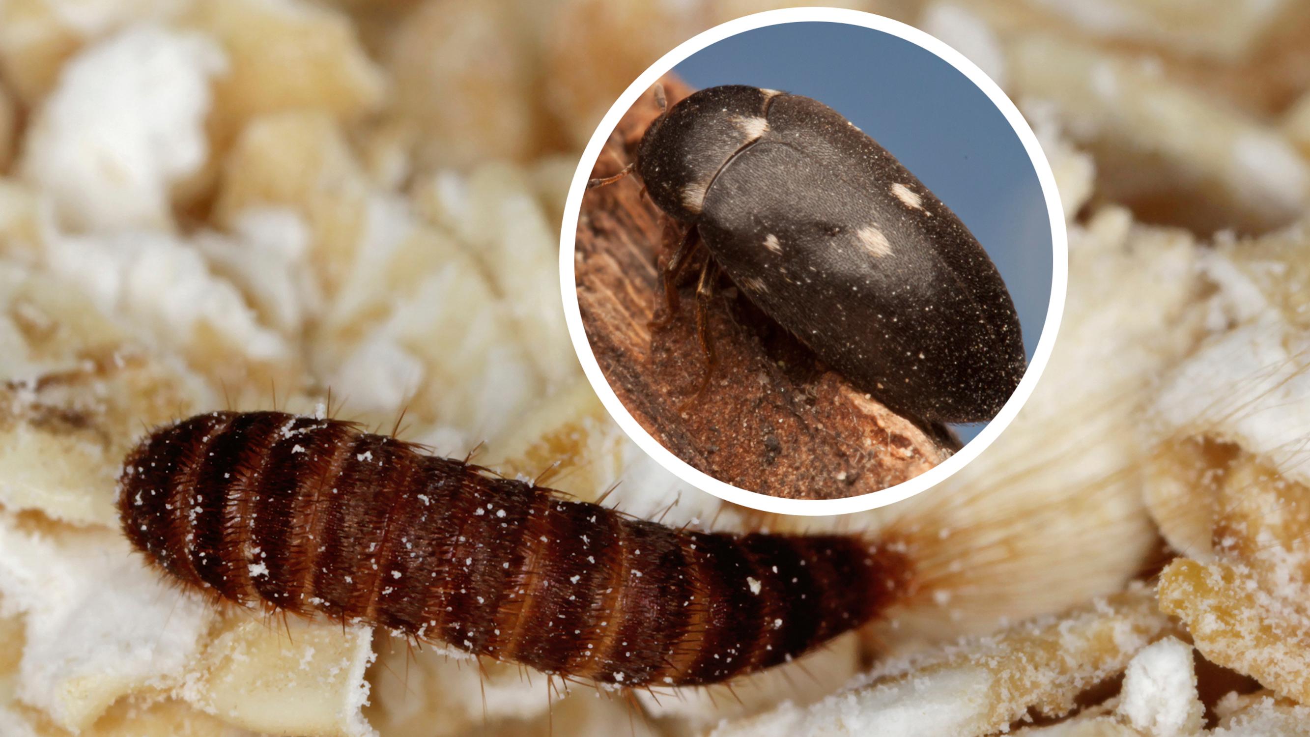 The carpet beetle is an unwelcome guest that chews holes in clothing—here’s how to get rid of this persistent pest