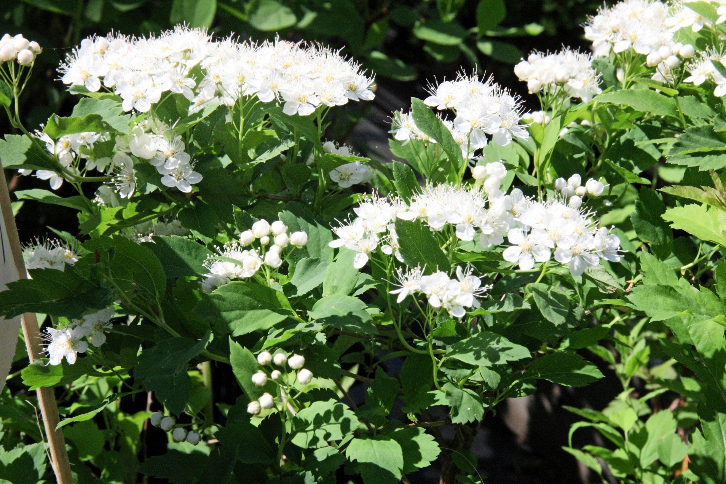 deer-resistant plants
