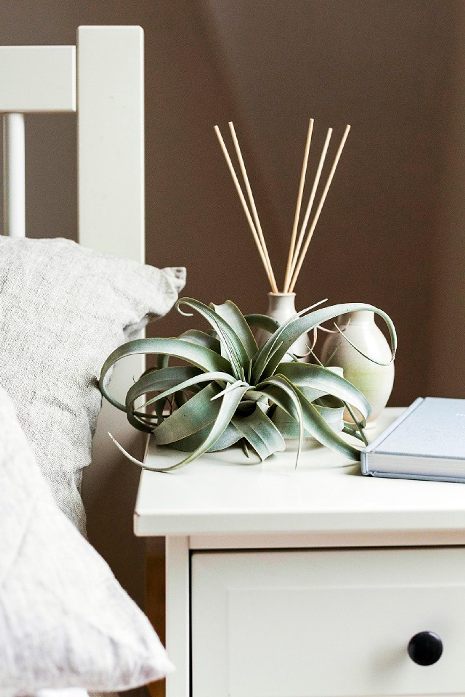 air plants care