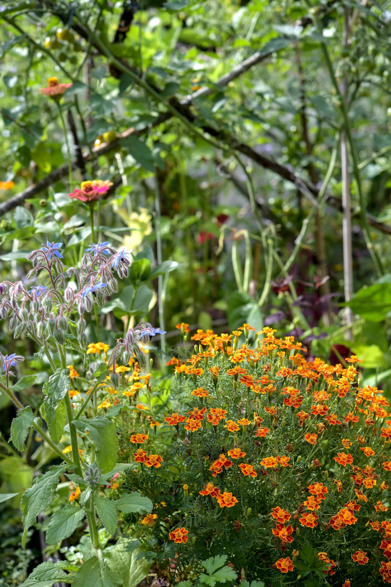 Dwarf marigold.