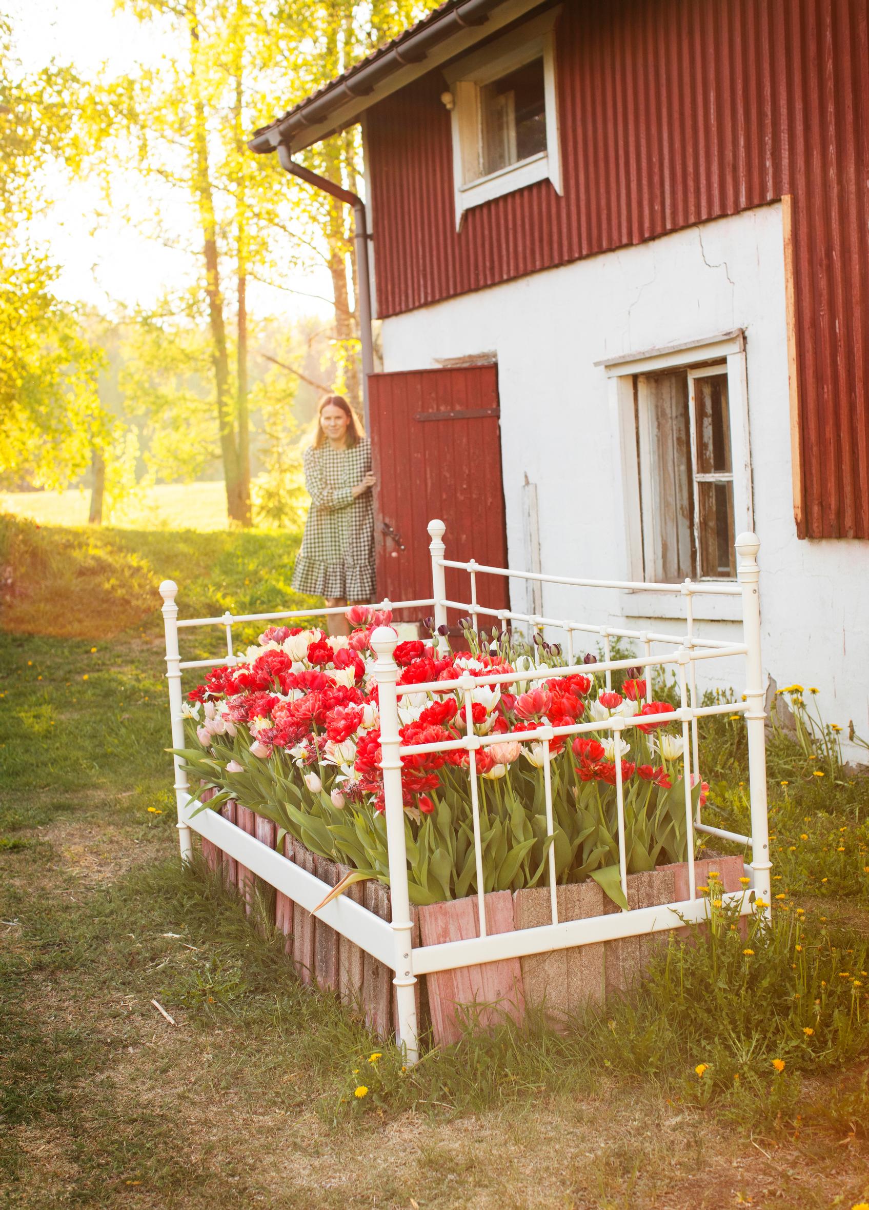Tulips growing in an old bed frame