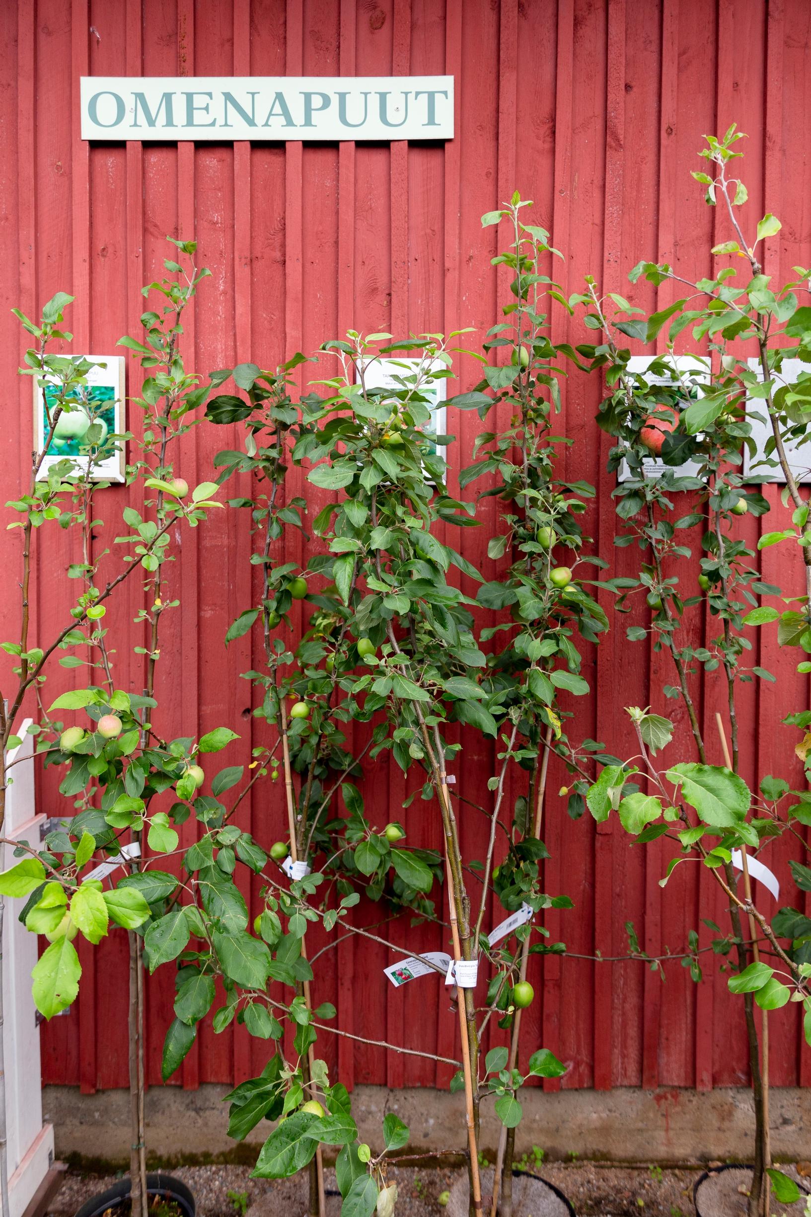 apple tree 'Pirja' and 'Grenman,' pear 'Pepi'