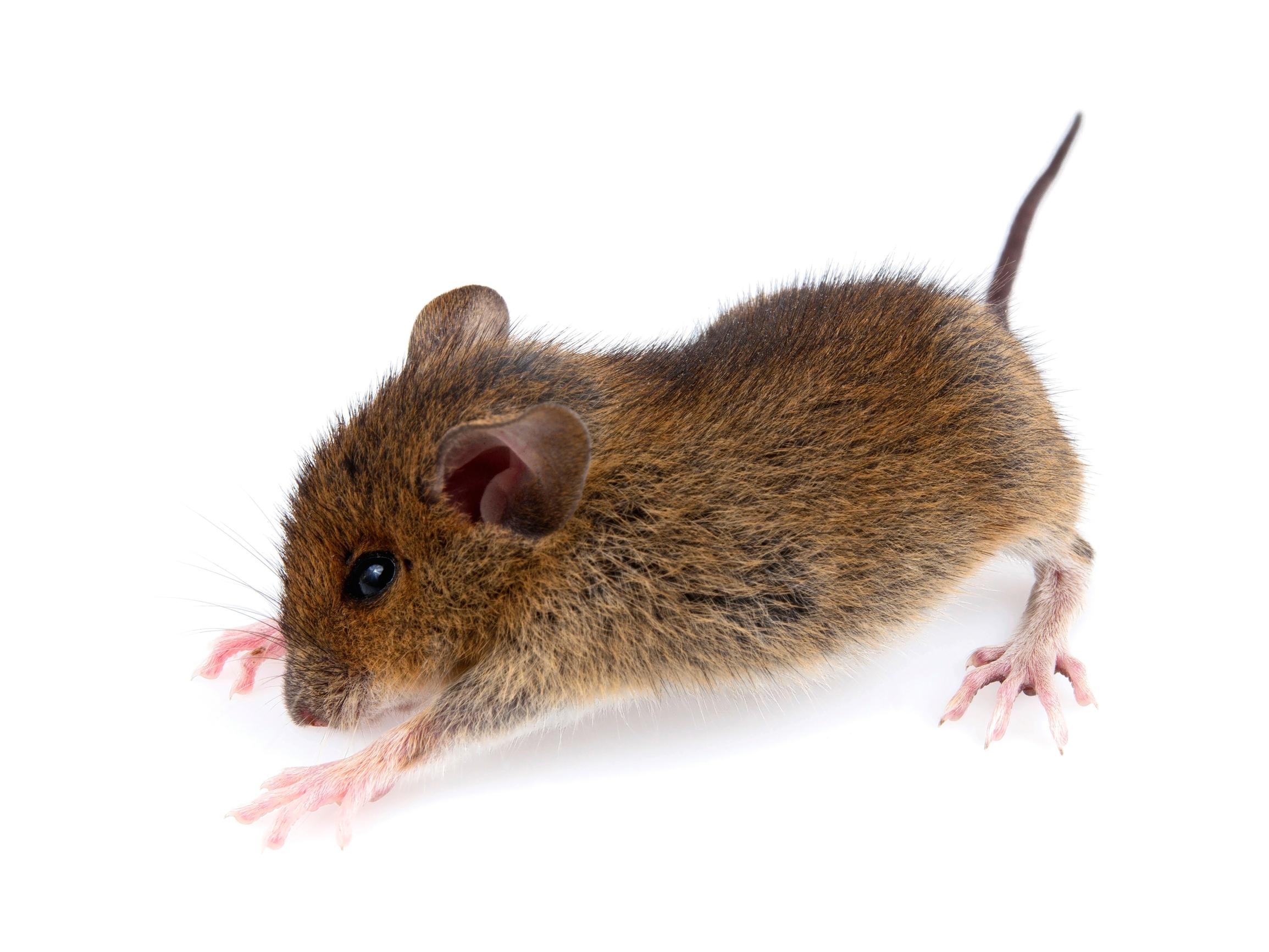 Mouse