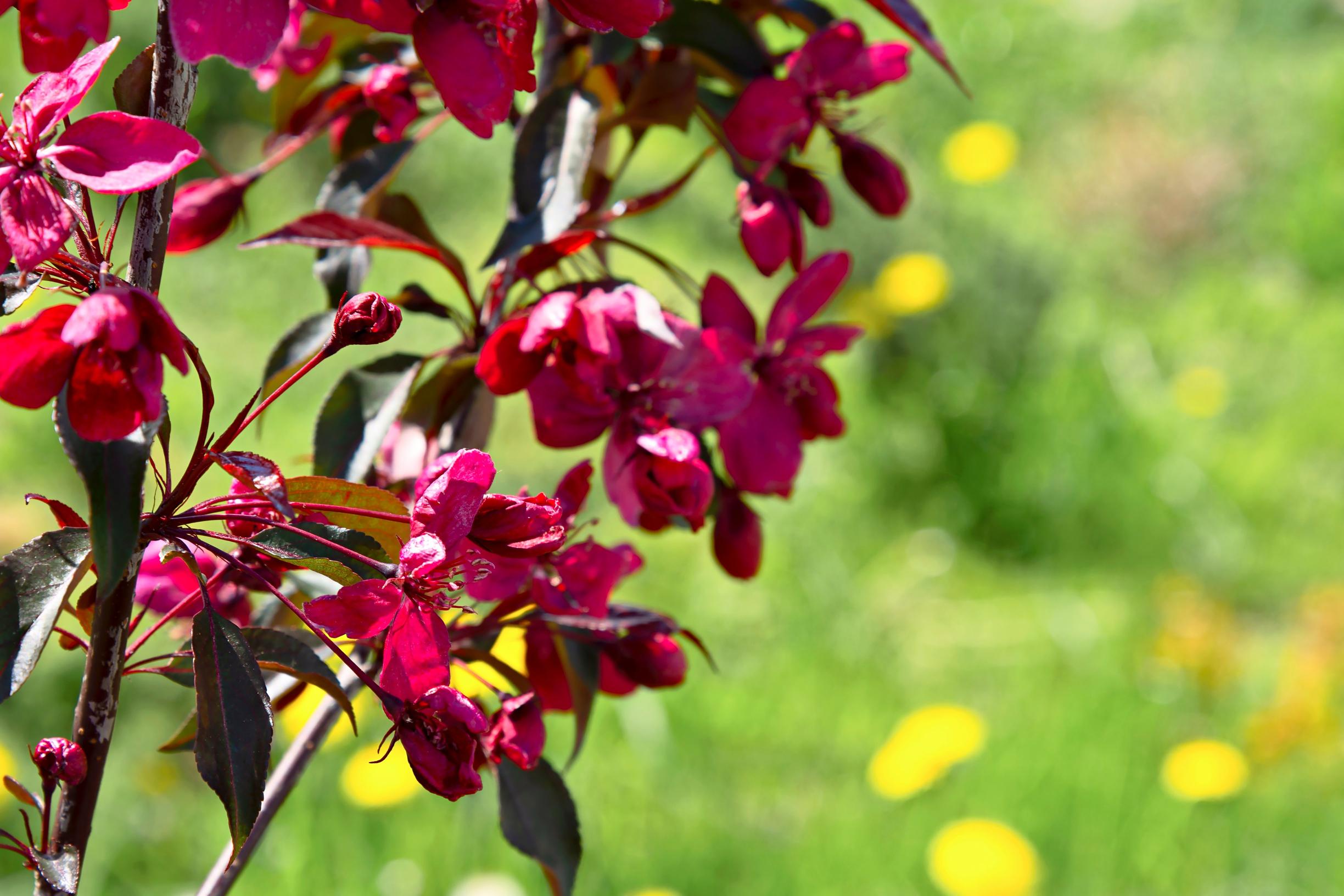 flowering trees for cold climate