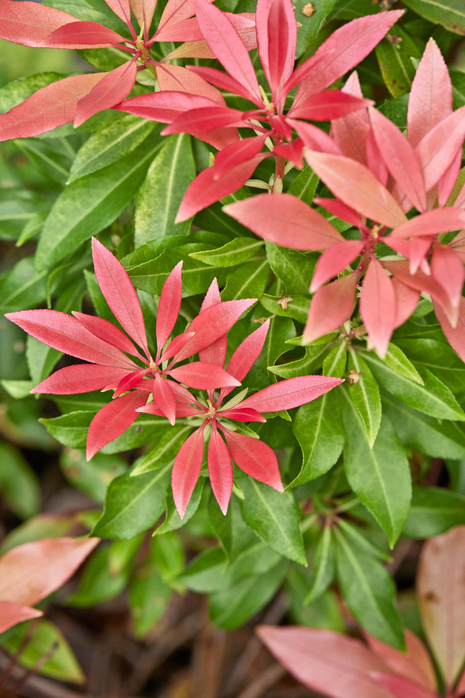 Moosegarden: the evergreen ‘Forest Flame’ Japanese pieris shows vivid red new growth.