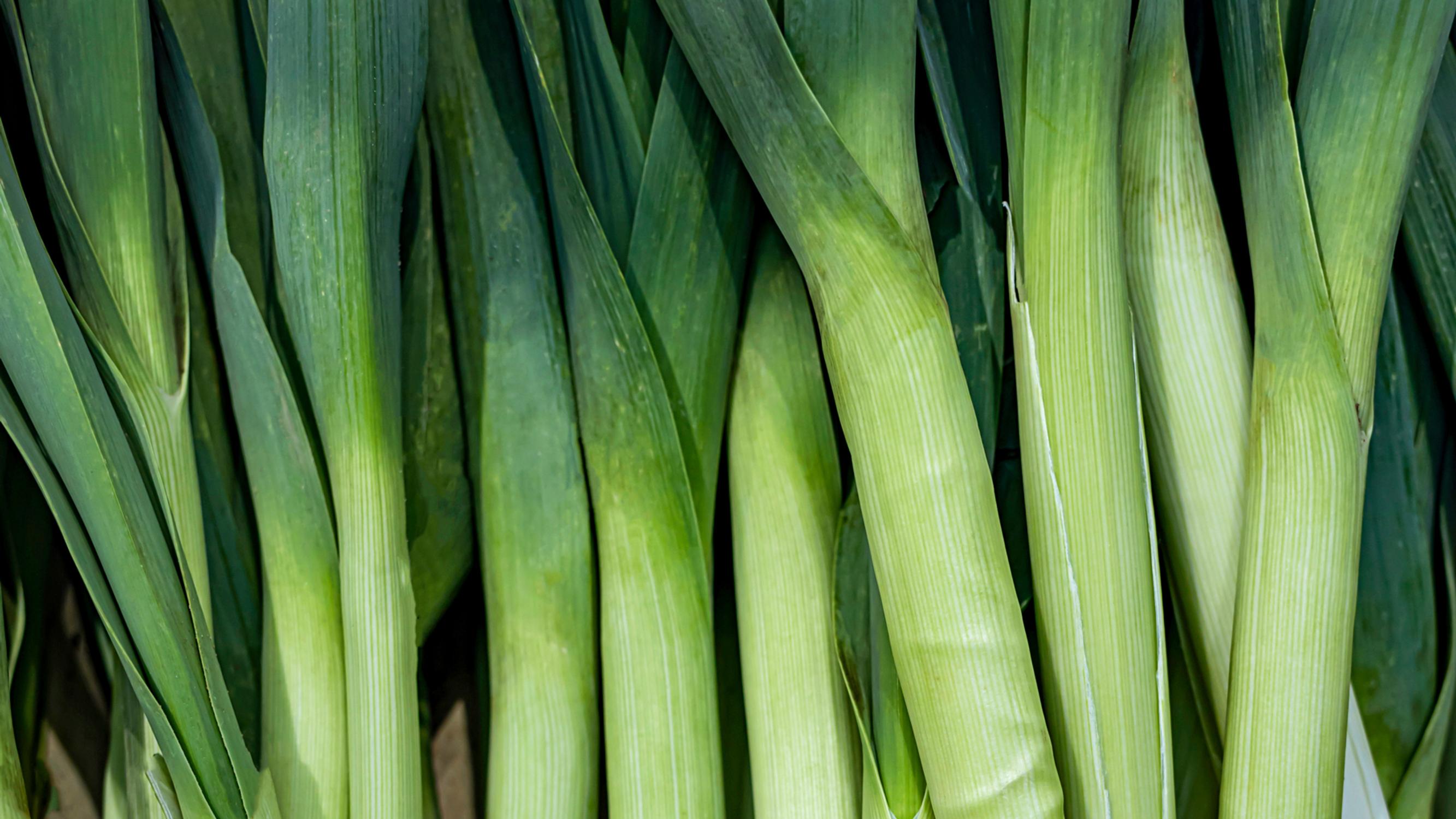 Growing leeks rewards you with tender harvests—succeed with these tips