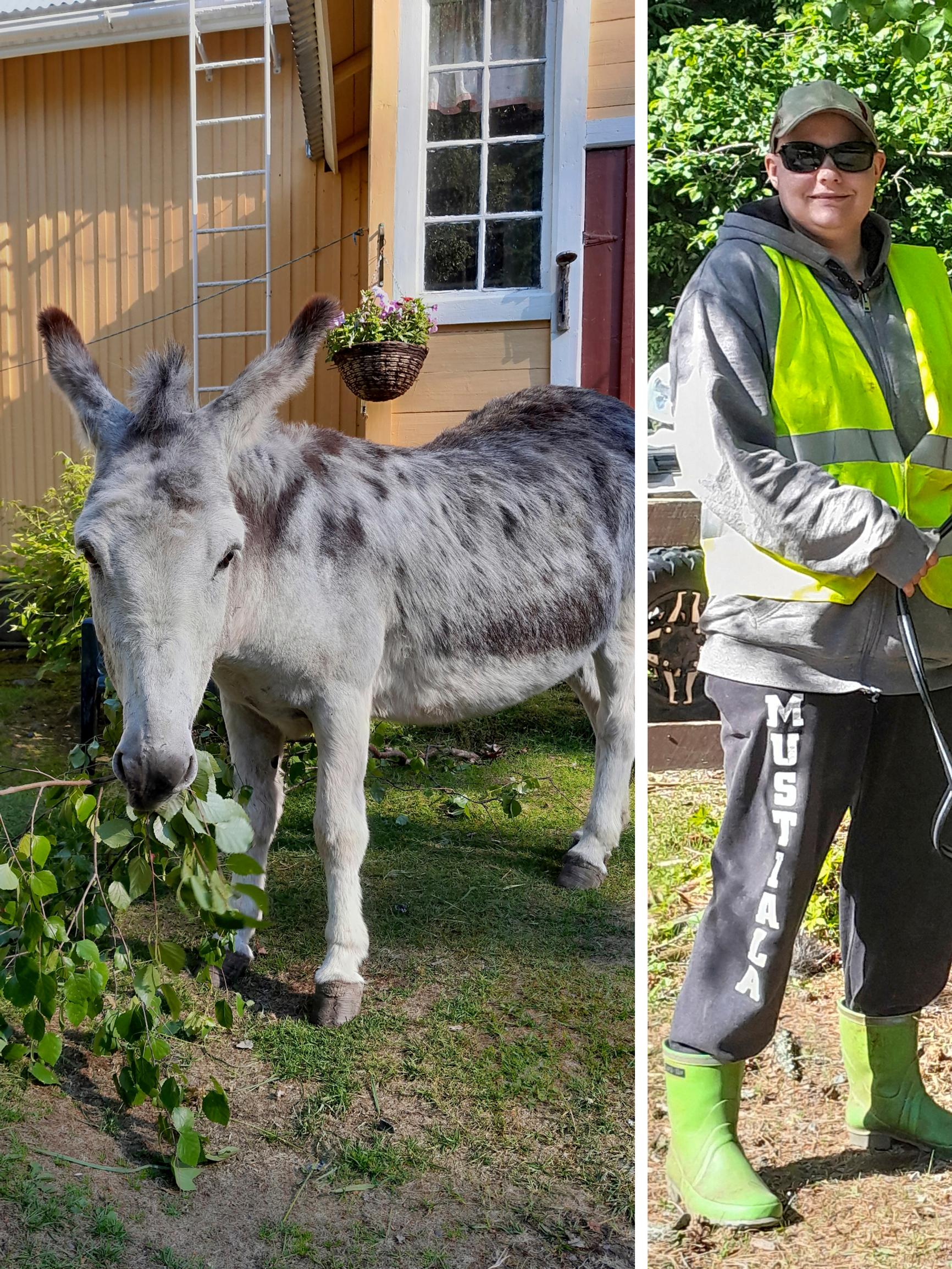 Cottage life with two donkeys: “You can share your worries with them, and they won’t spread them around”