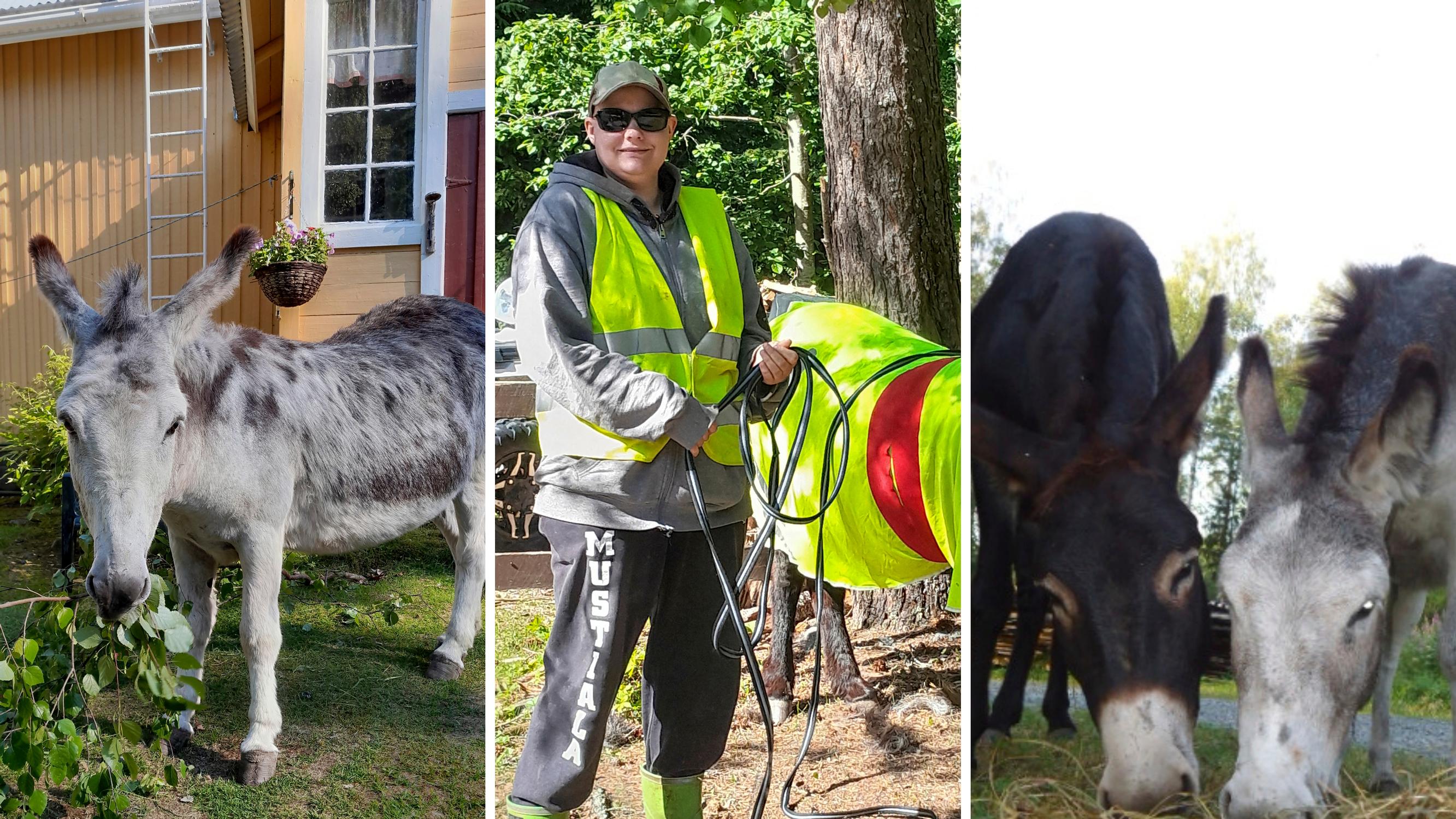 Cottage life with two donkeys: “You can share your worries with them, and they won’t spread them around”