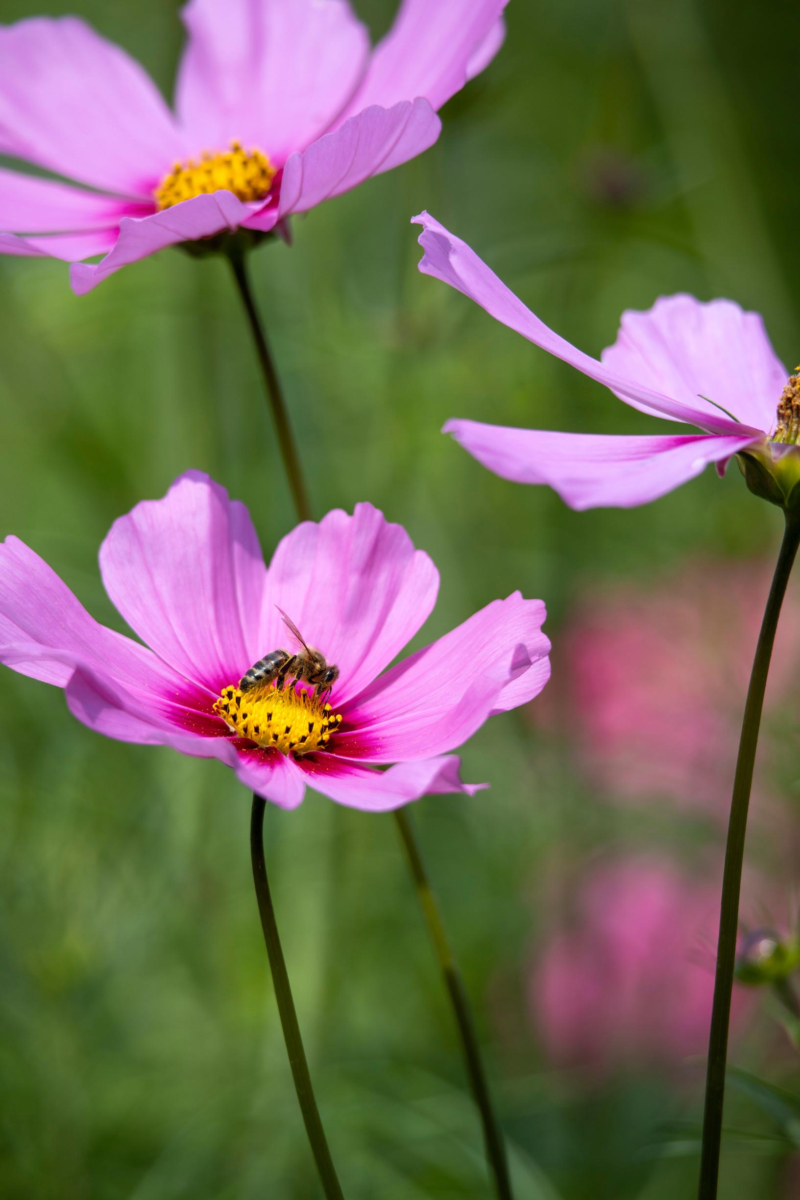 Pink cosmos