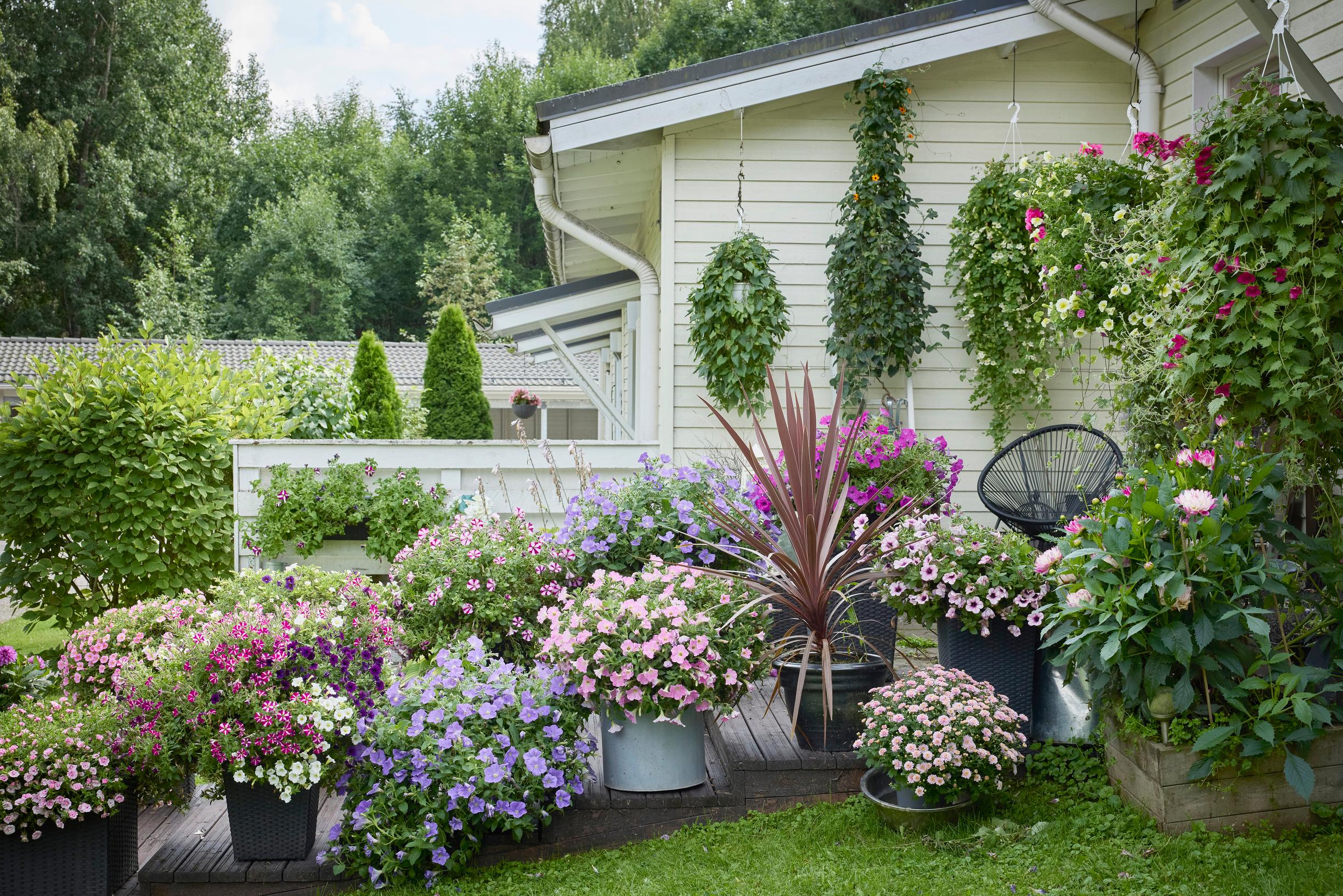 summer-flower hanging baskets