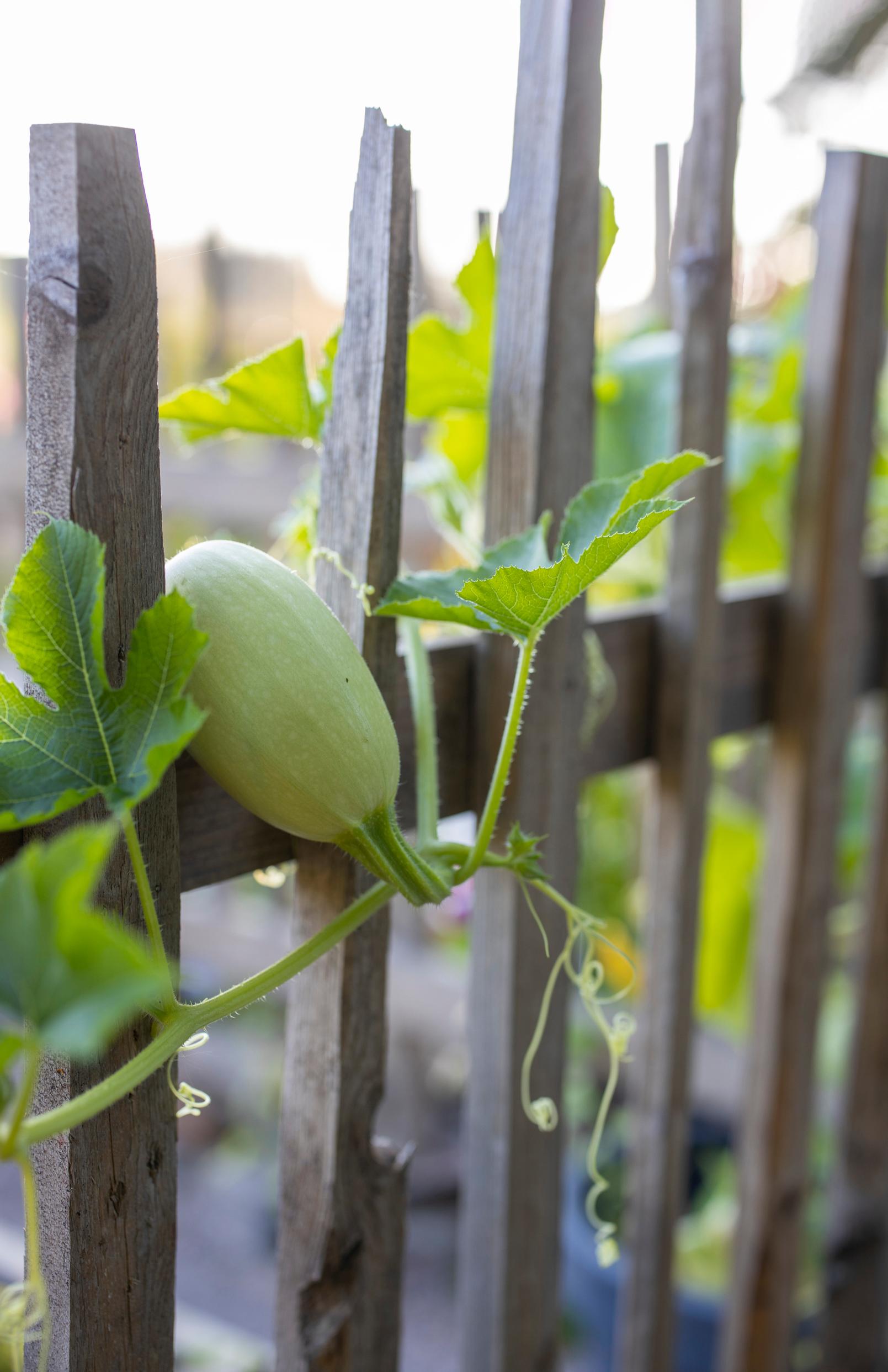 Kitchen garden: A spaghetti squash has climbed over the fence.