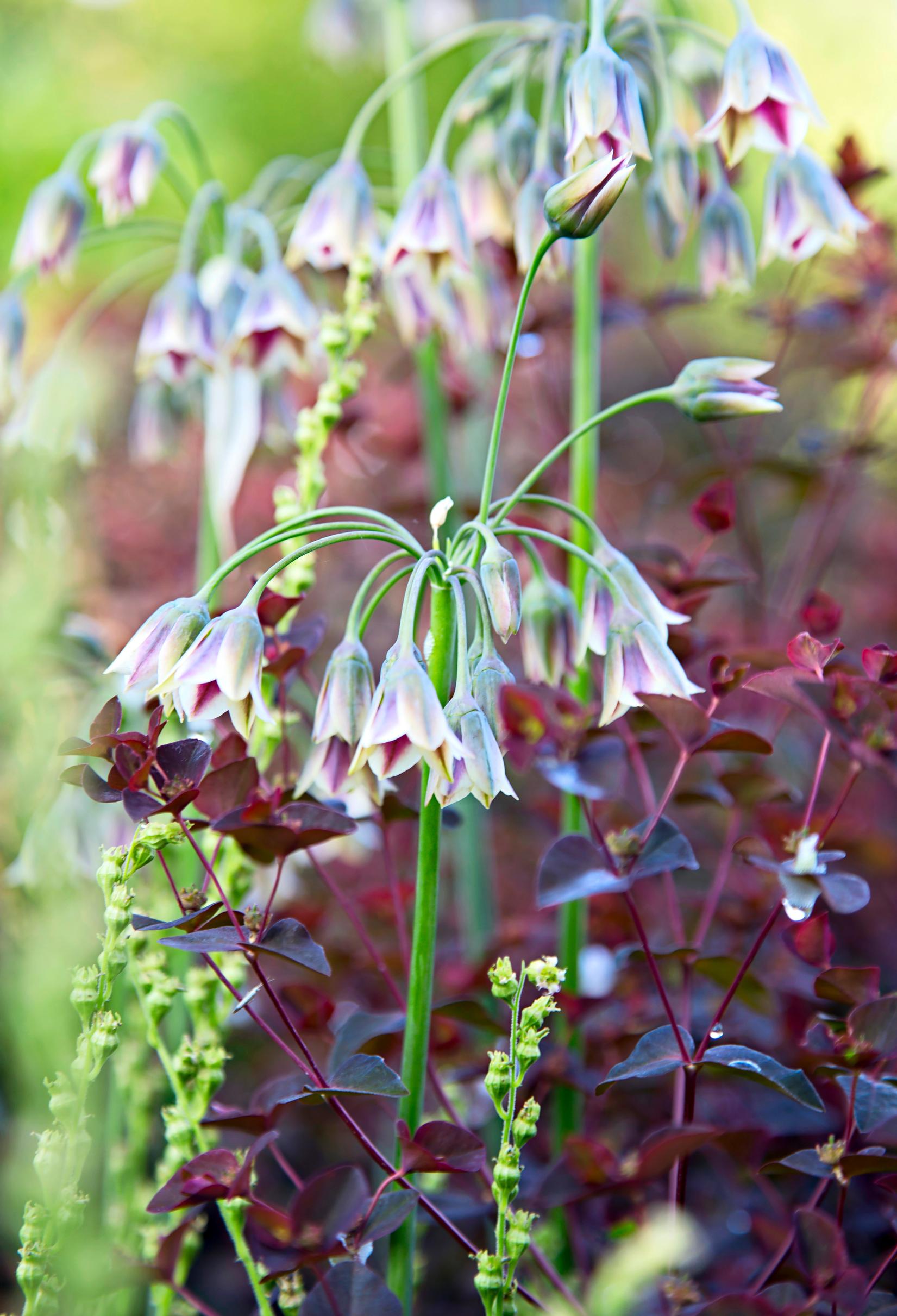 How to grow alliums