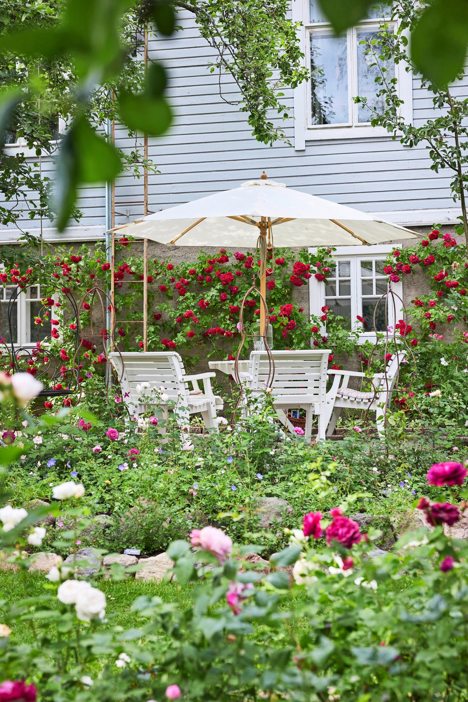David Austin roses bloom in the sunniest part of the yard.