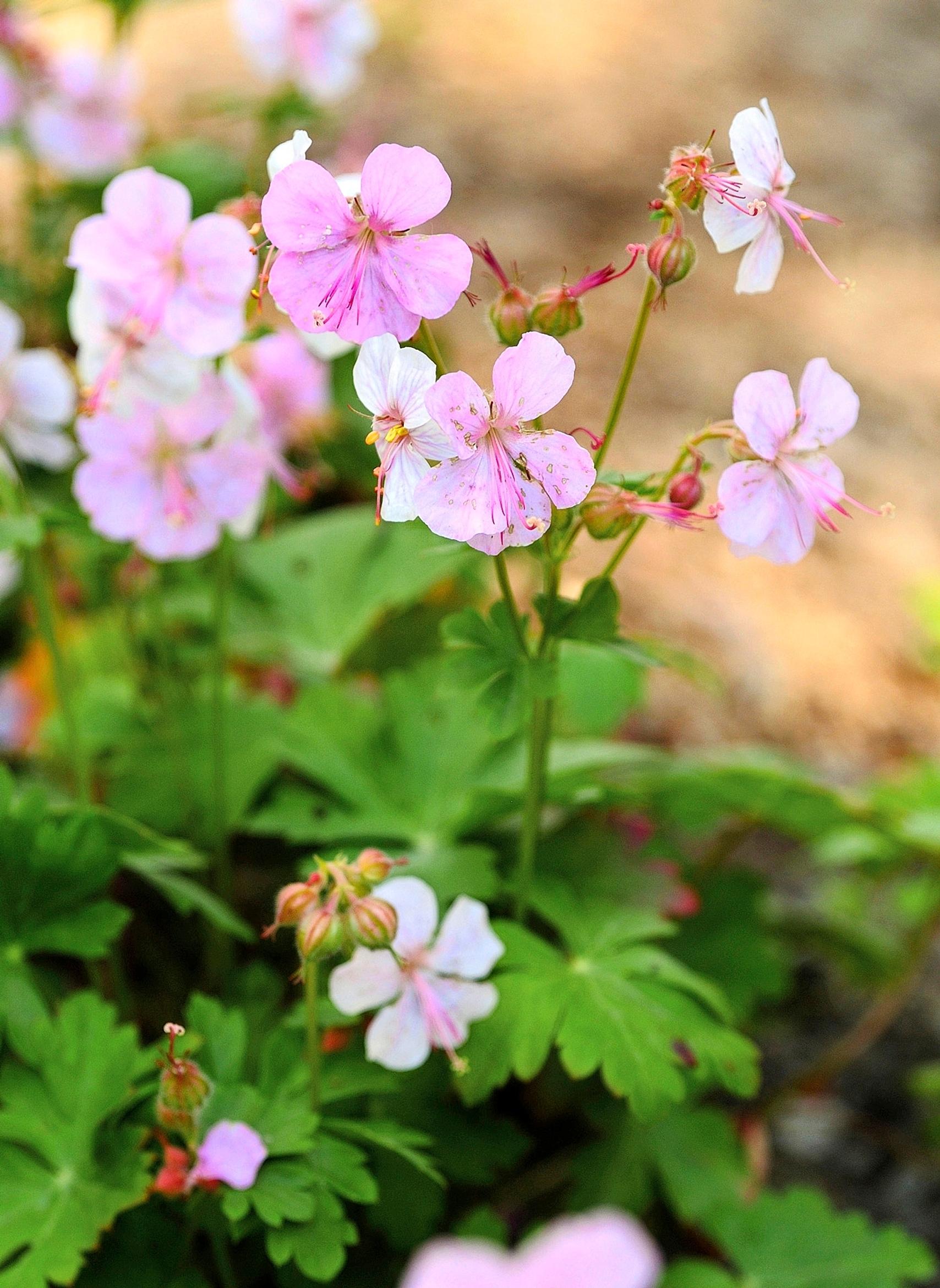 Easy grow perennial flowers