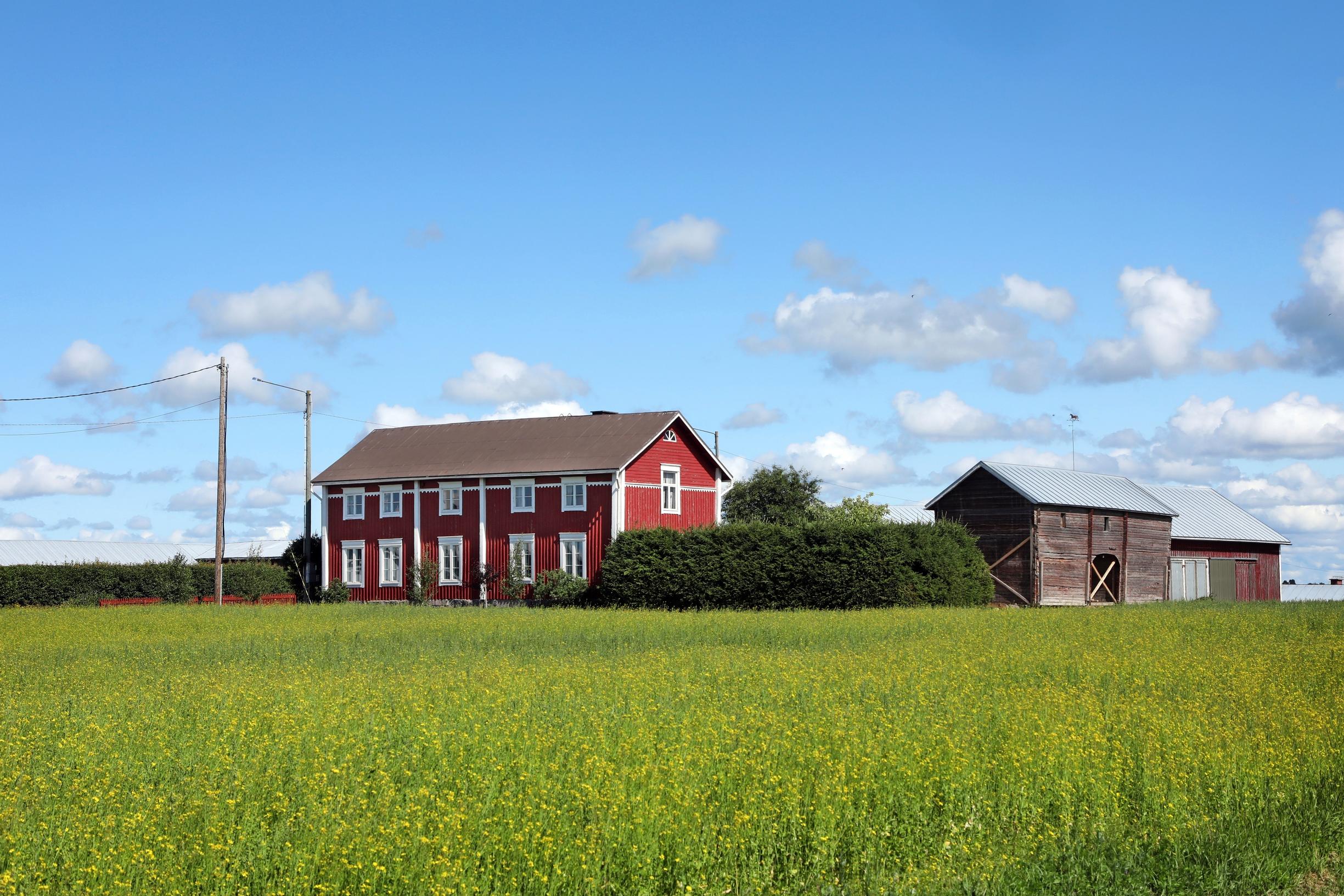 Red Ostrobothnian house in a field landscape