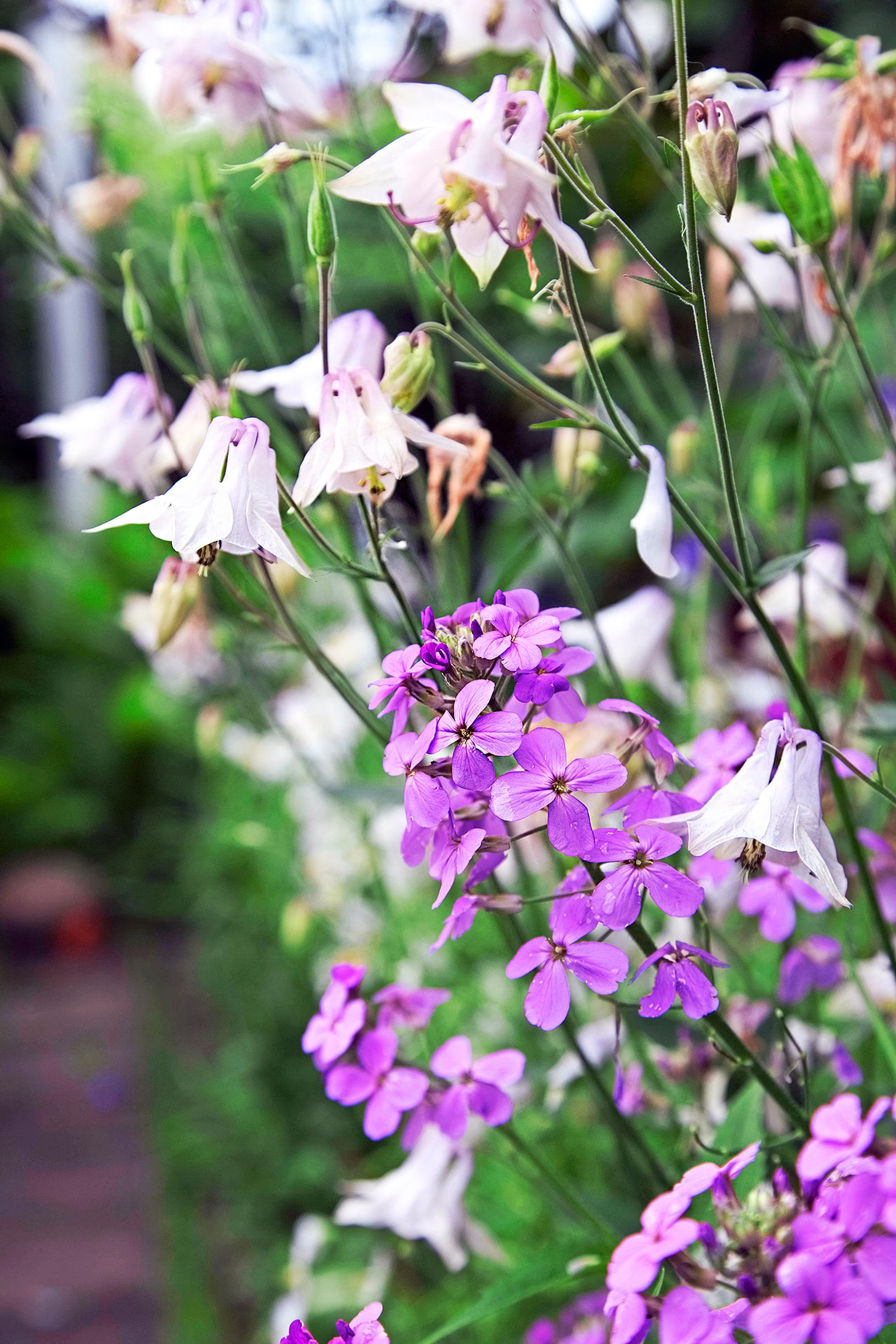 deer-resistant plants