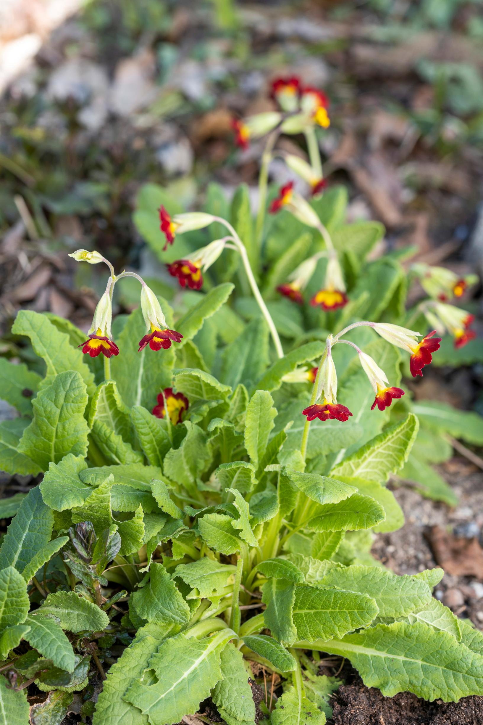 Primrose is more versatile than its reputation: the cowslip ‘Sunset Shades’ is a hardy variety.
