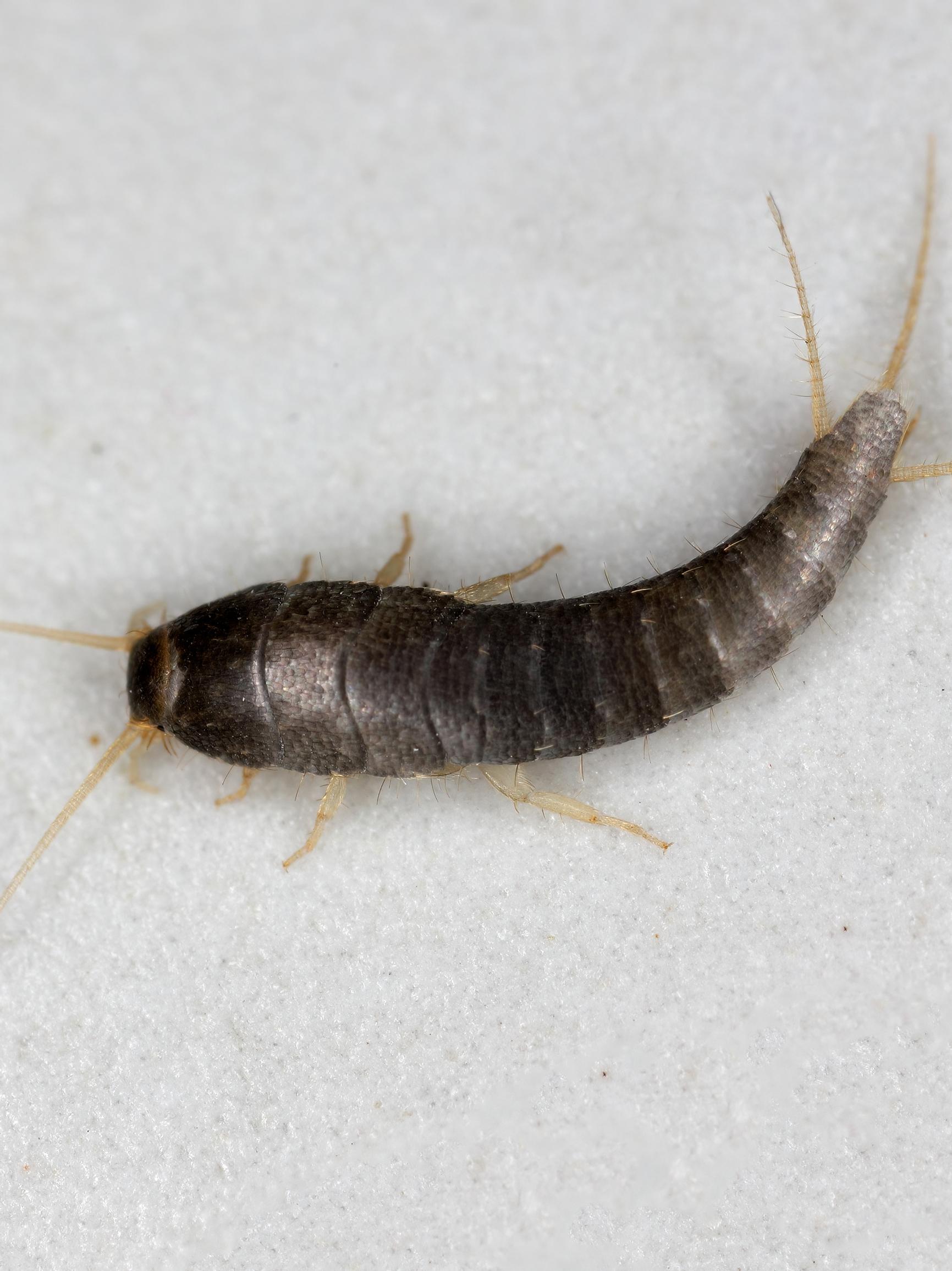 Silverfish love damp spaces: tips to get rid of these tiny pests
