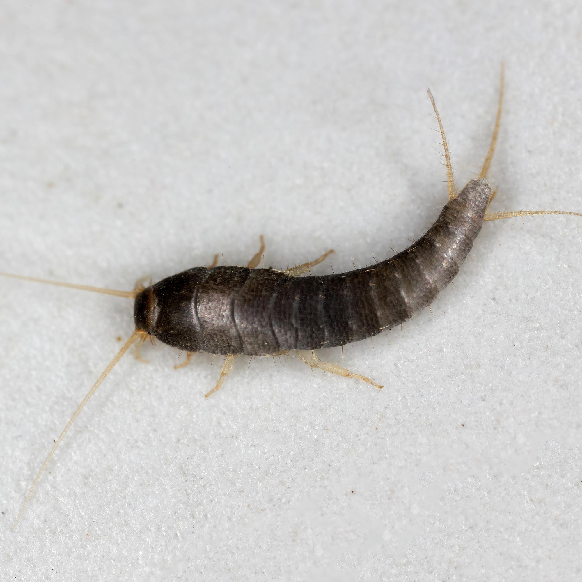 Silverfish love damp spaces: tips to get rid of these tiny pests