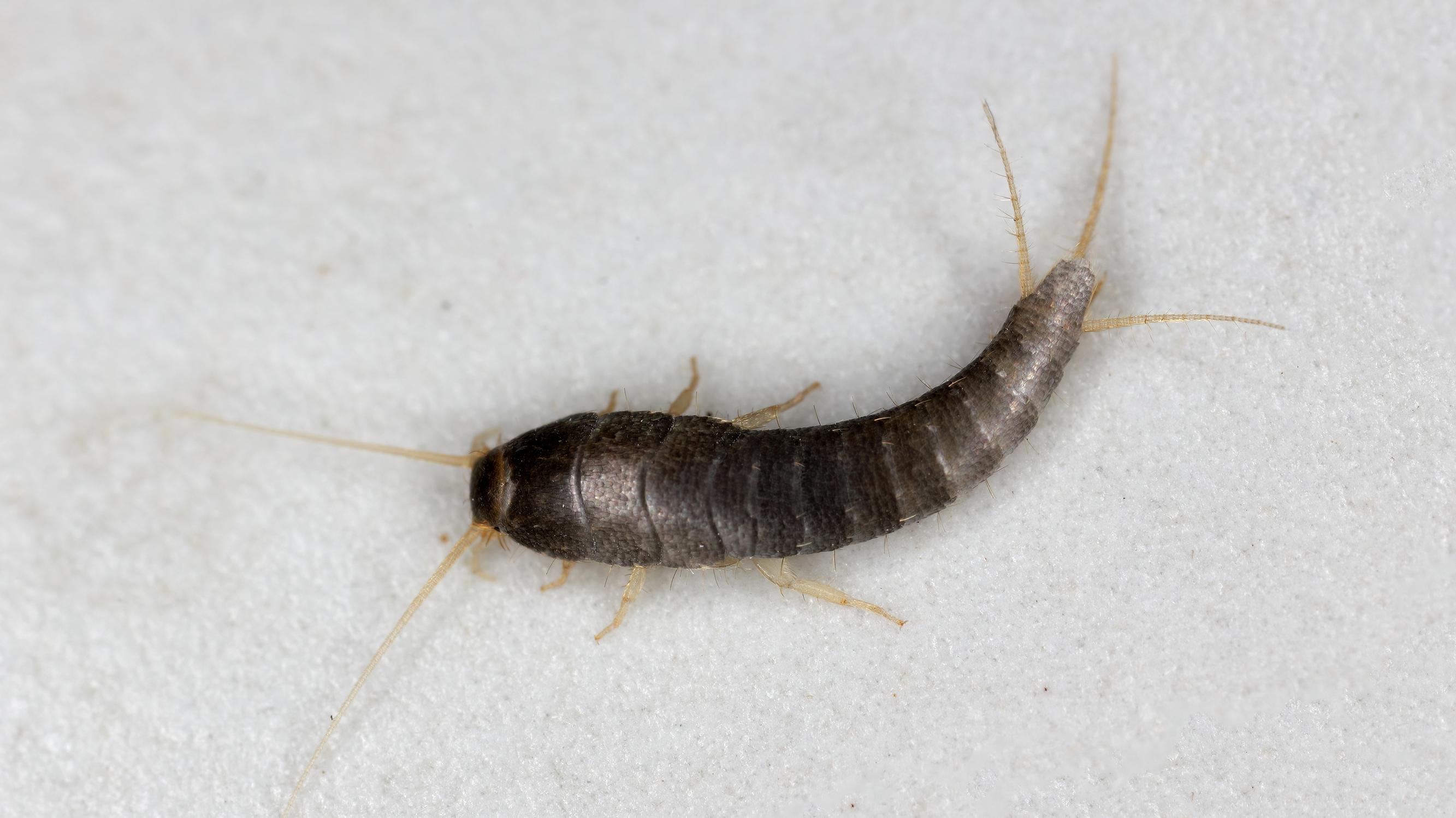 Silverfish love damp spaces: tips to get rid of these tiny pests