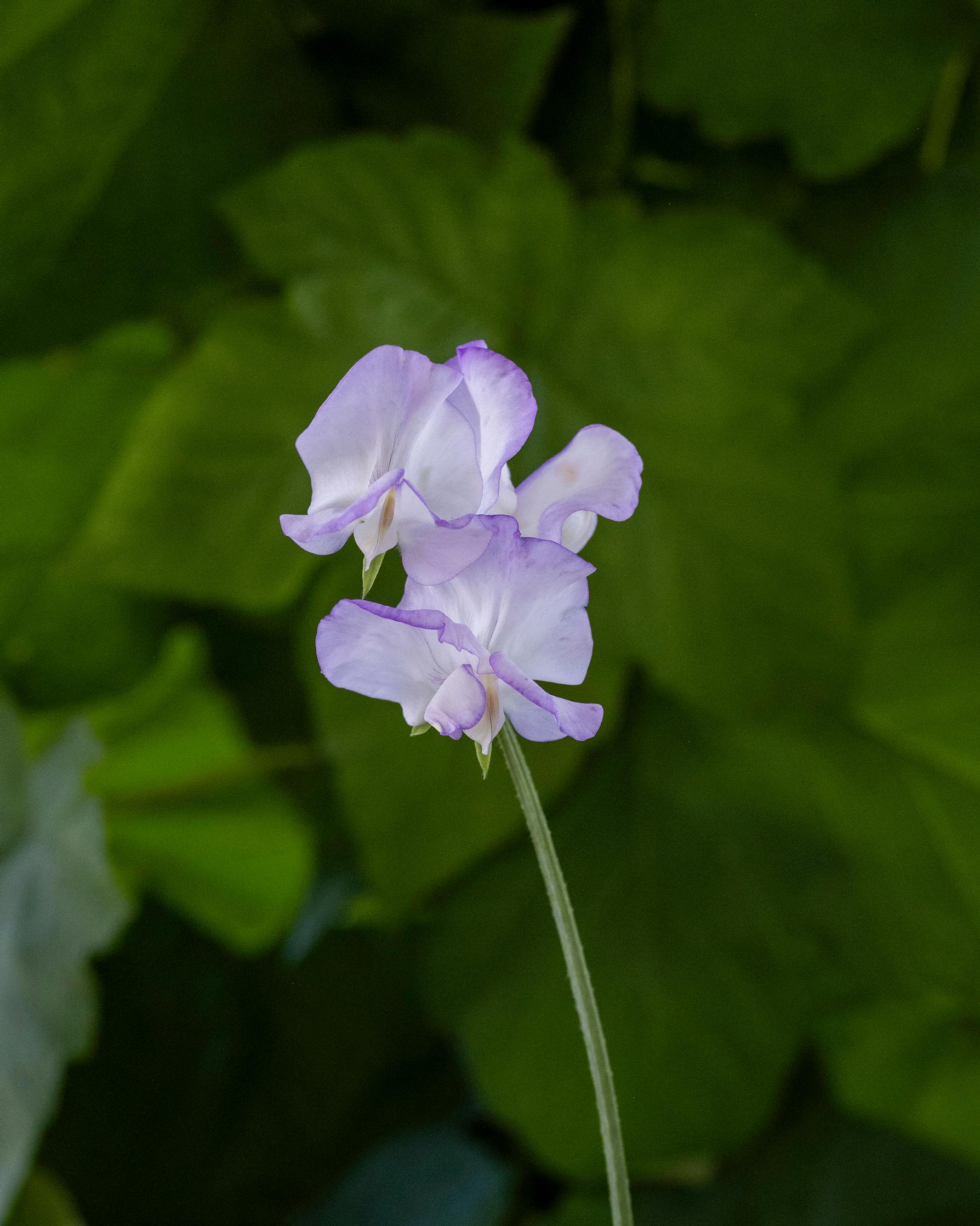 Sweet pea 'Albutt Blue'.