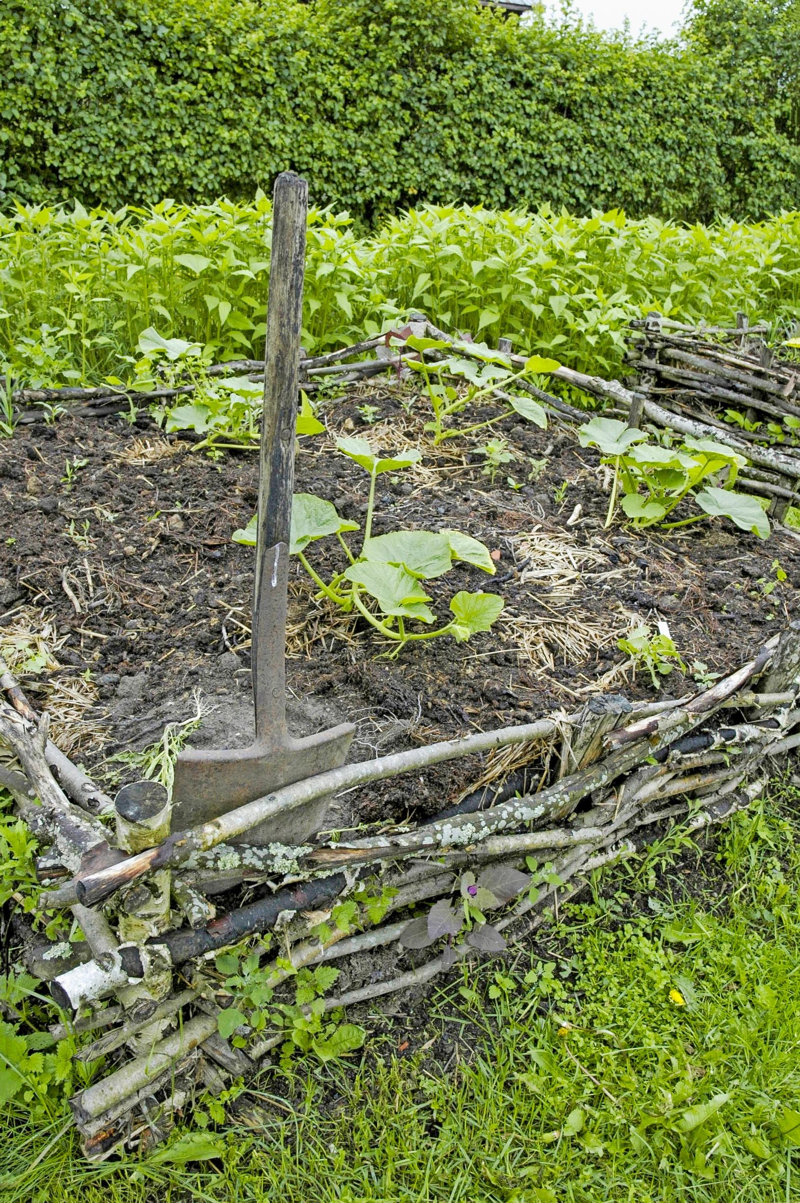 kitchen garden at the cottage: a growing frame made of branches