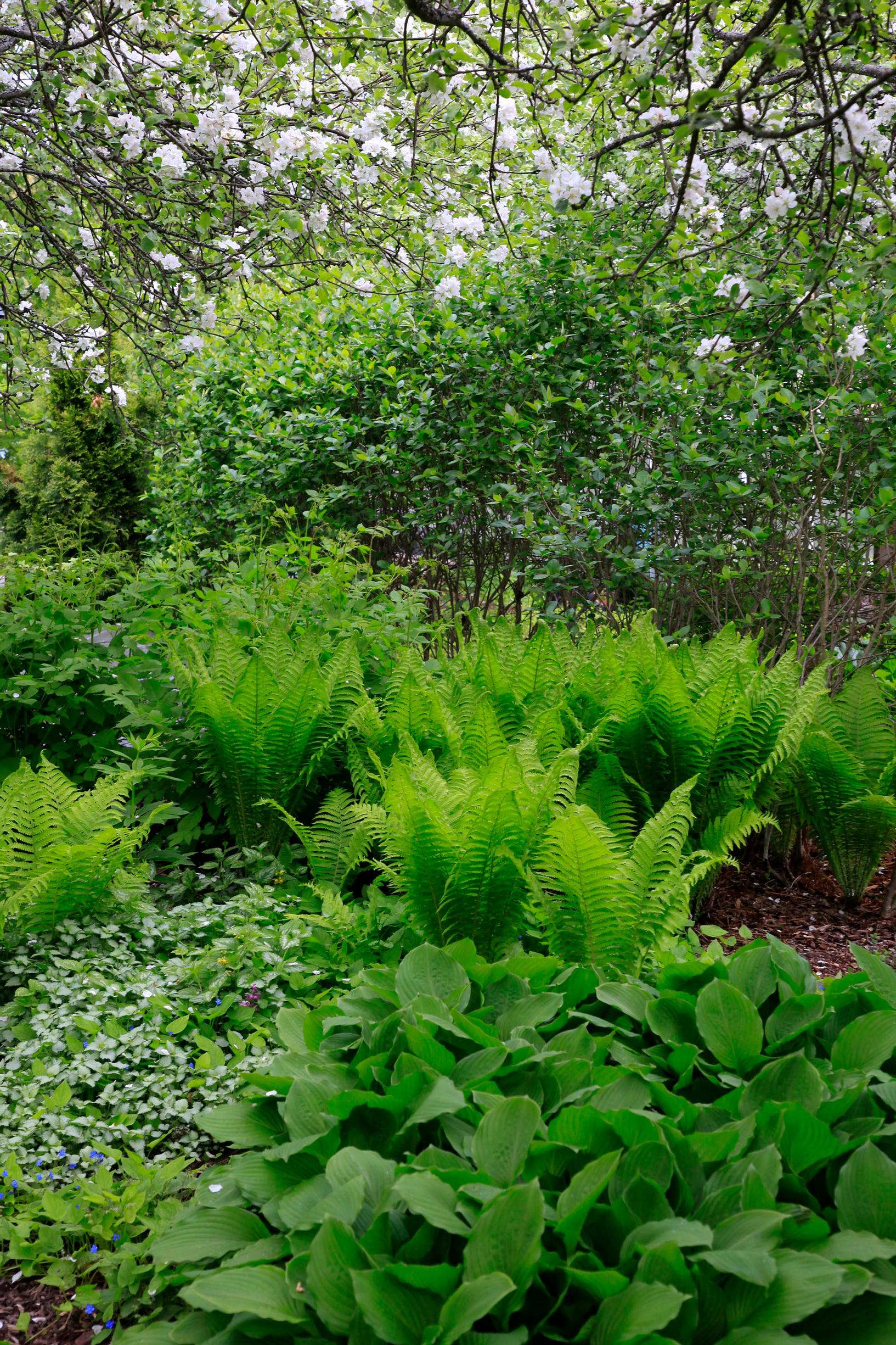 Ostrich ferns, spotted deadnettle, and hostas.
