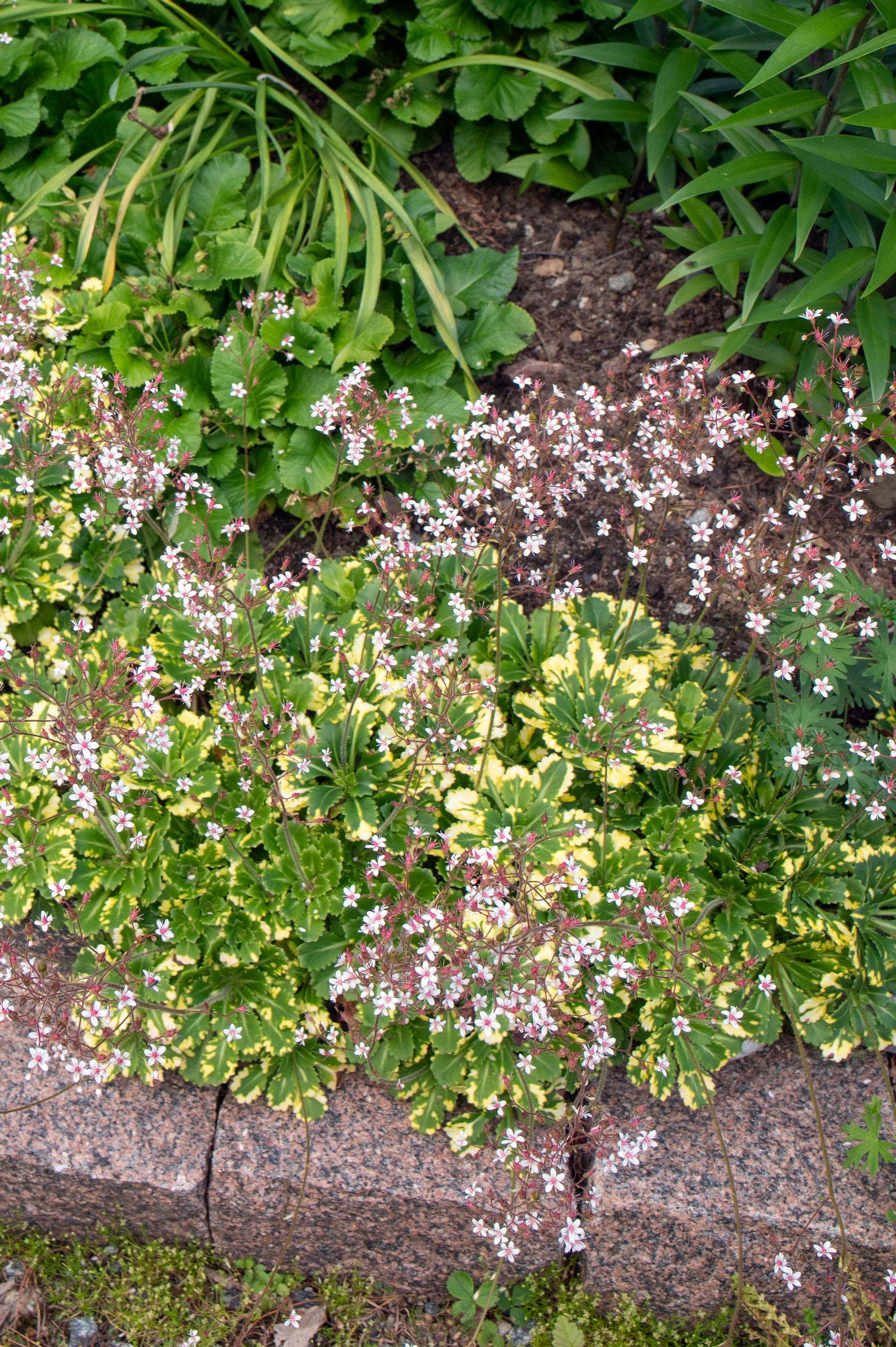 White-variegated saxifrage.