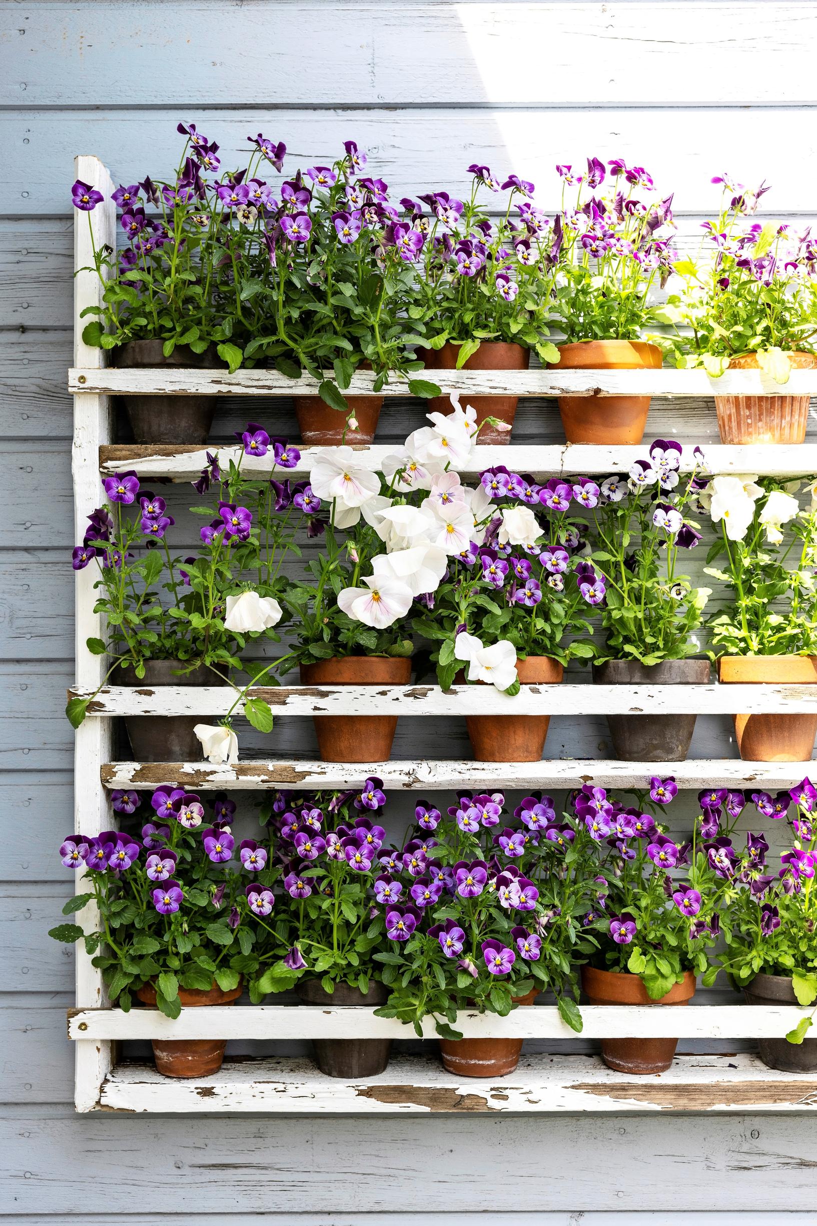inspiration for summer flower plantings