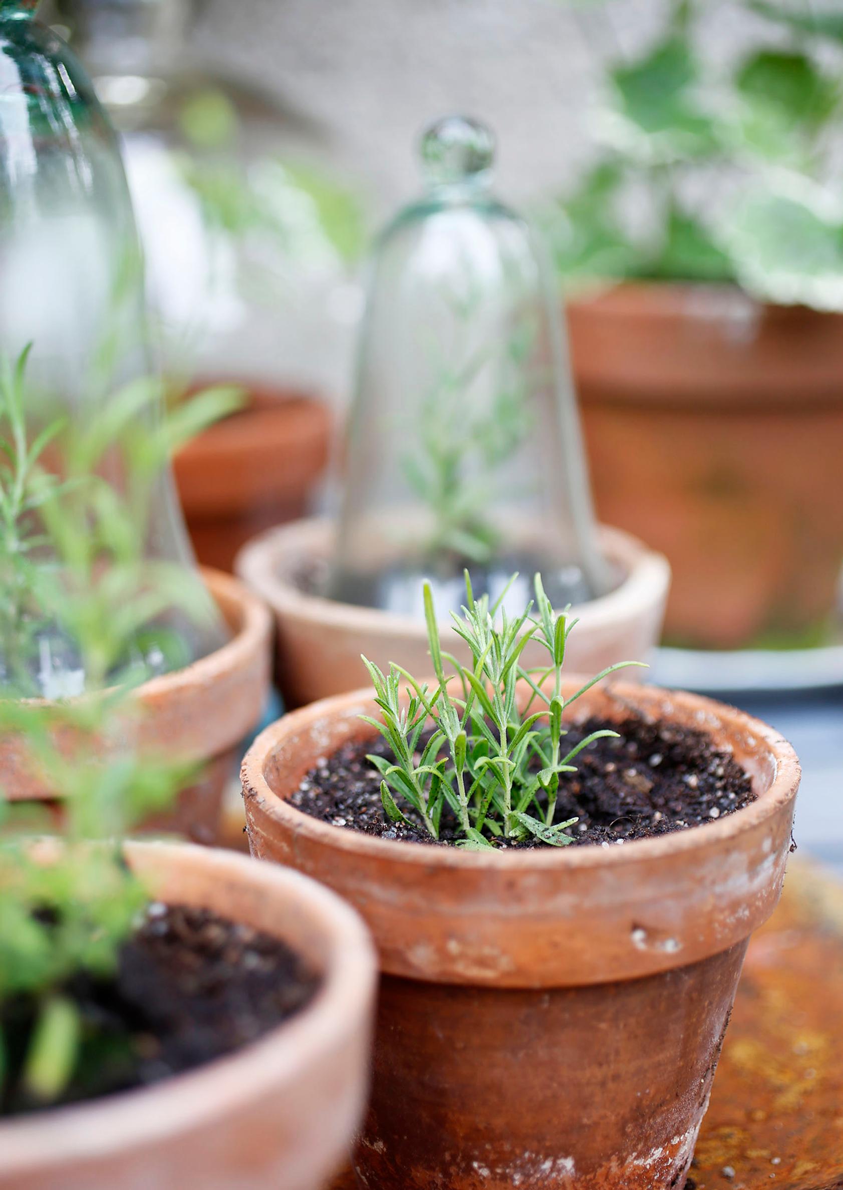 Ways to use lavender