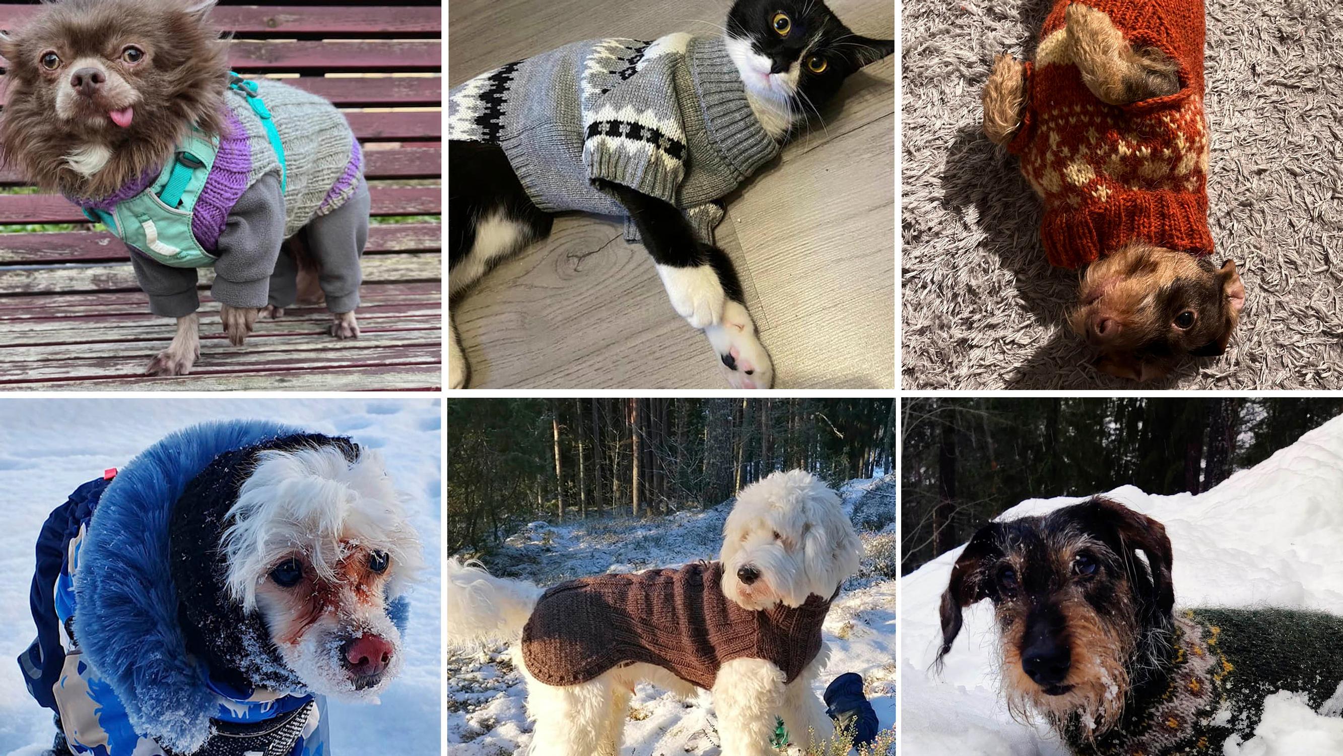 How do pets dress in winter? Check out these 19 adorable photos!