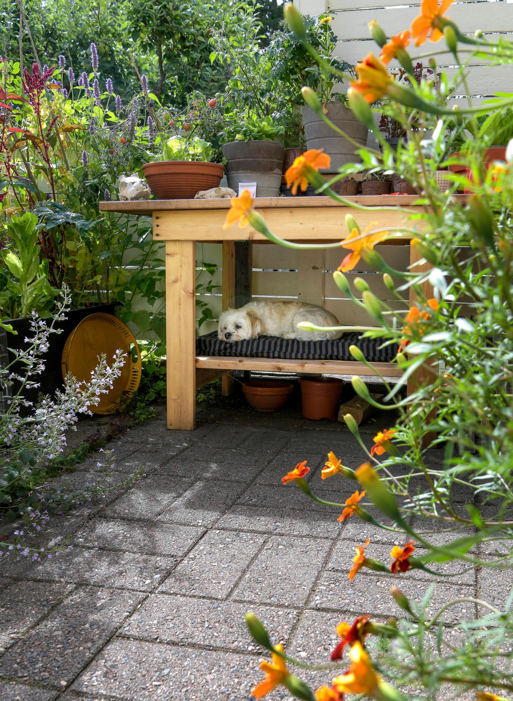 A dog-friendly yard