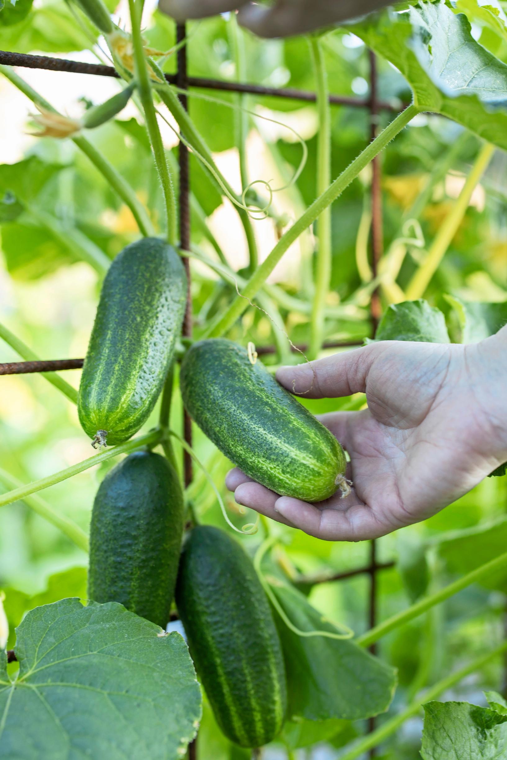 An open field cucumber grown on a support fits into a small space.