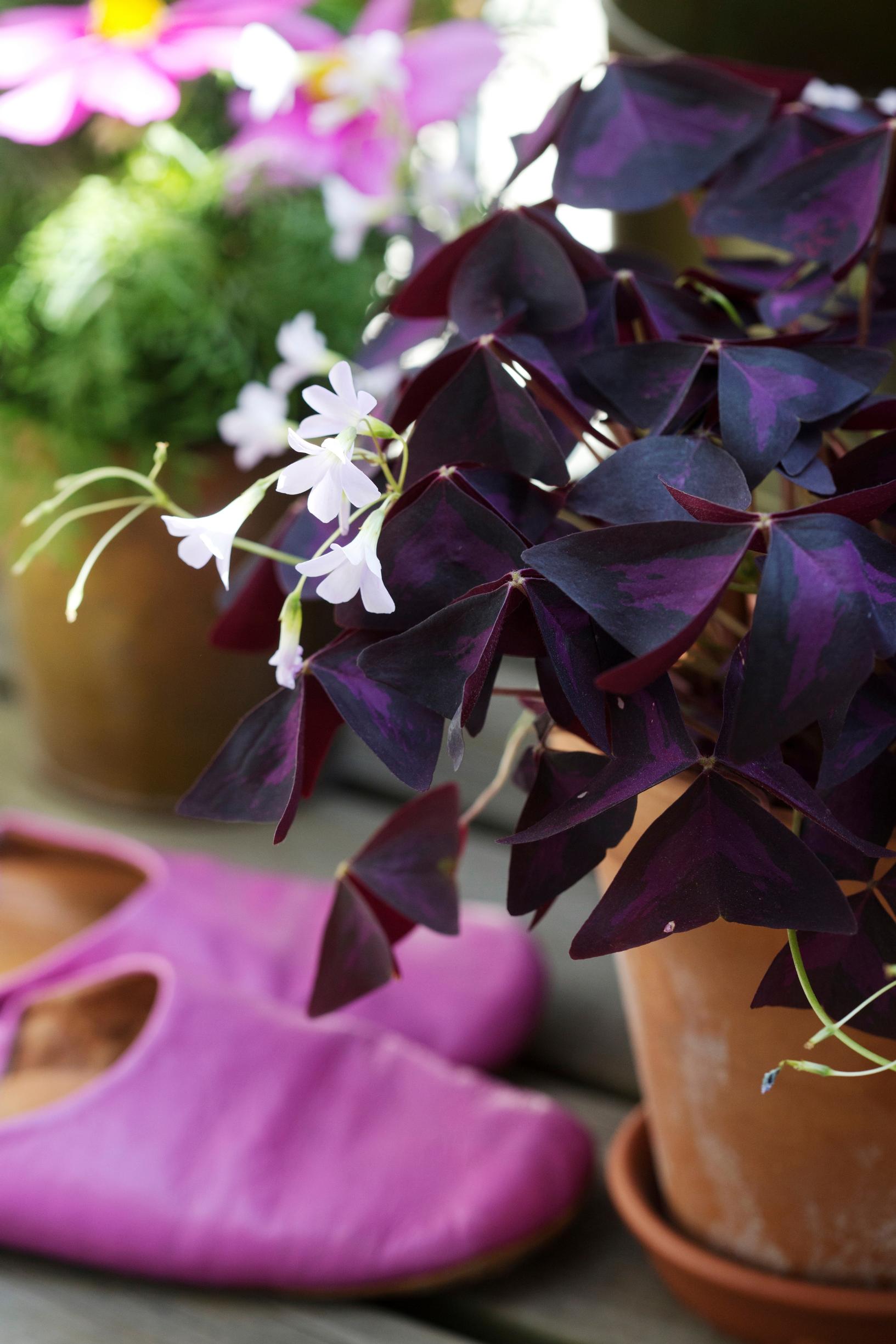 triangular oxalis
