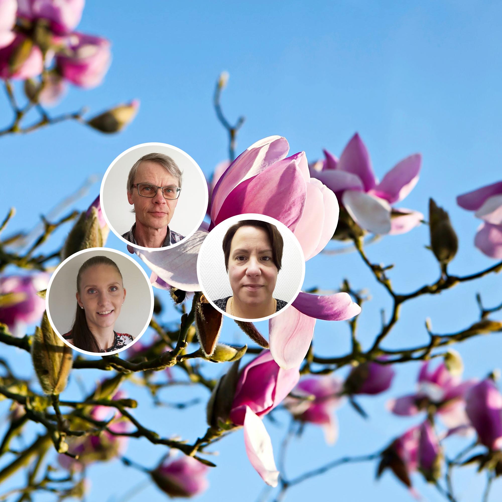 9 best flowering trees that thrive in colder climates