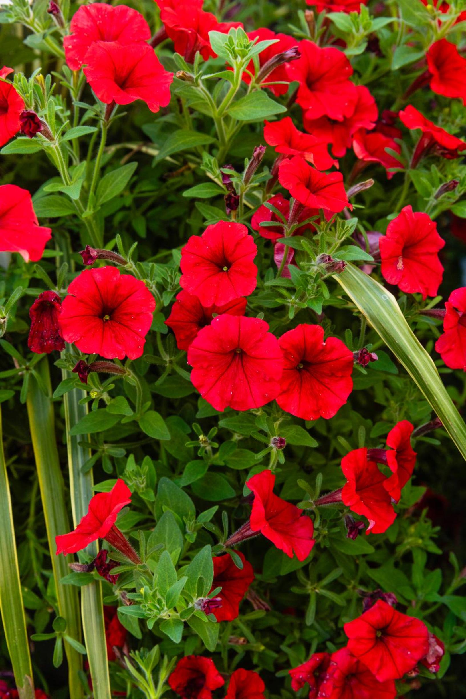 Red trailing petunia