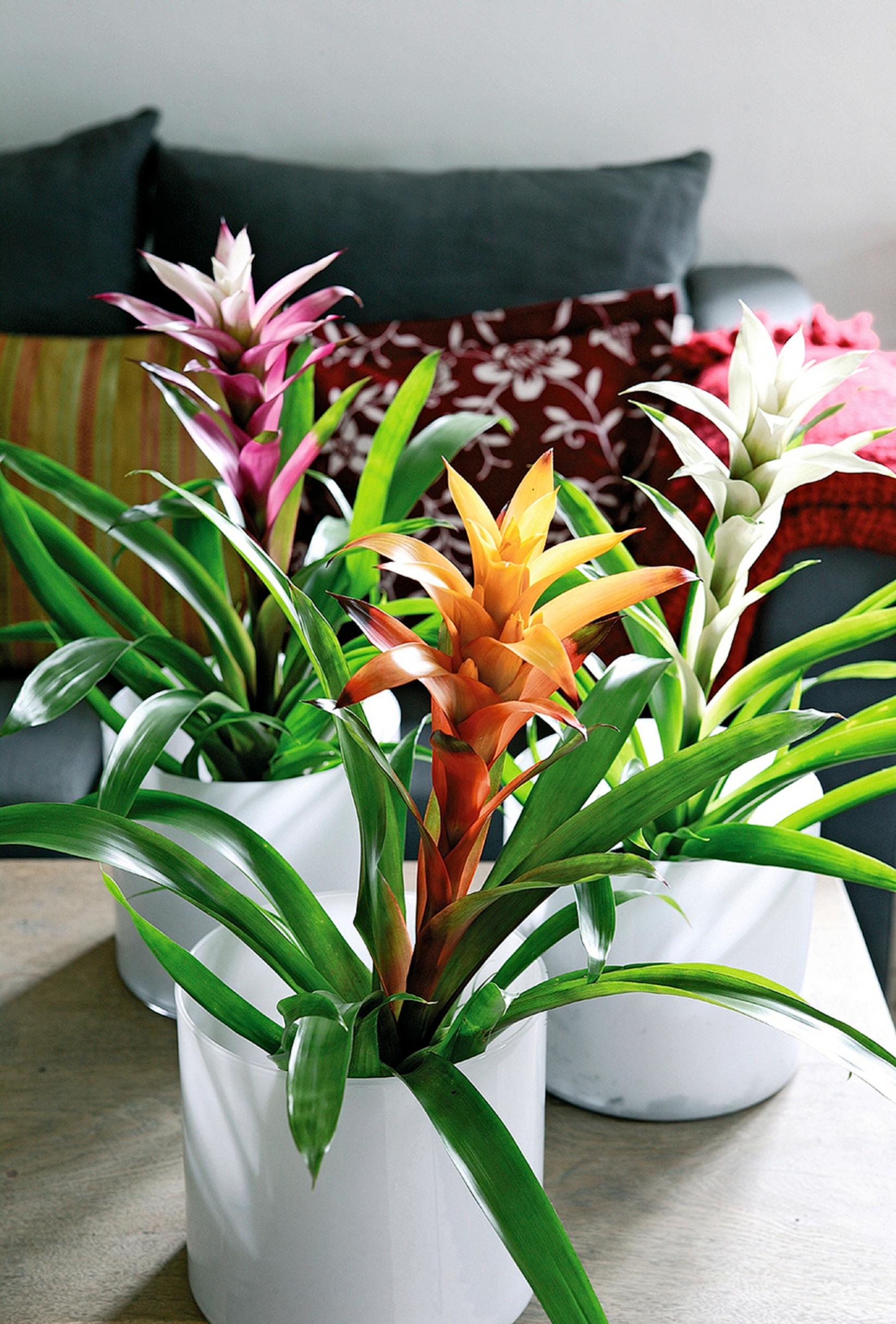 How to grow and care for the tropical Guzmania