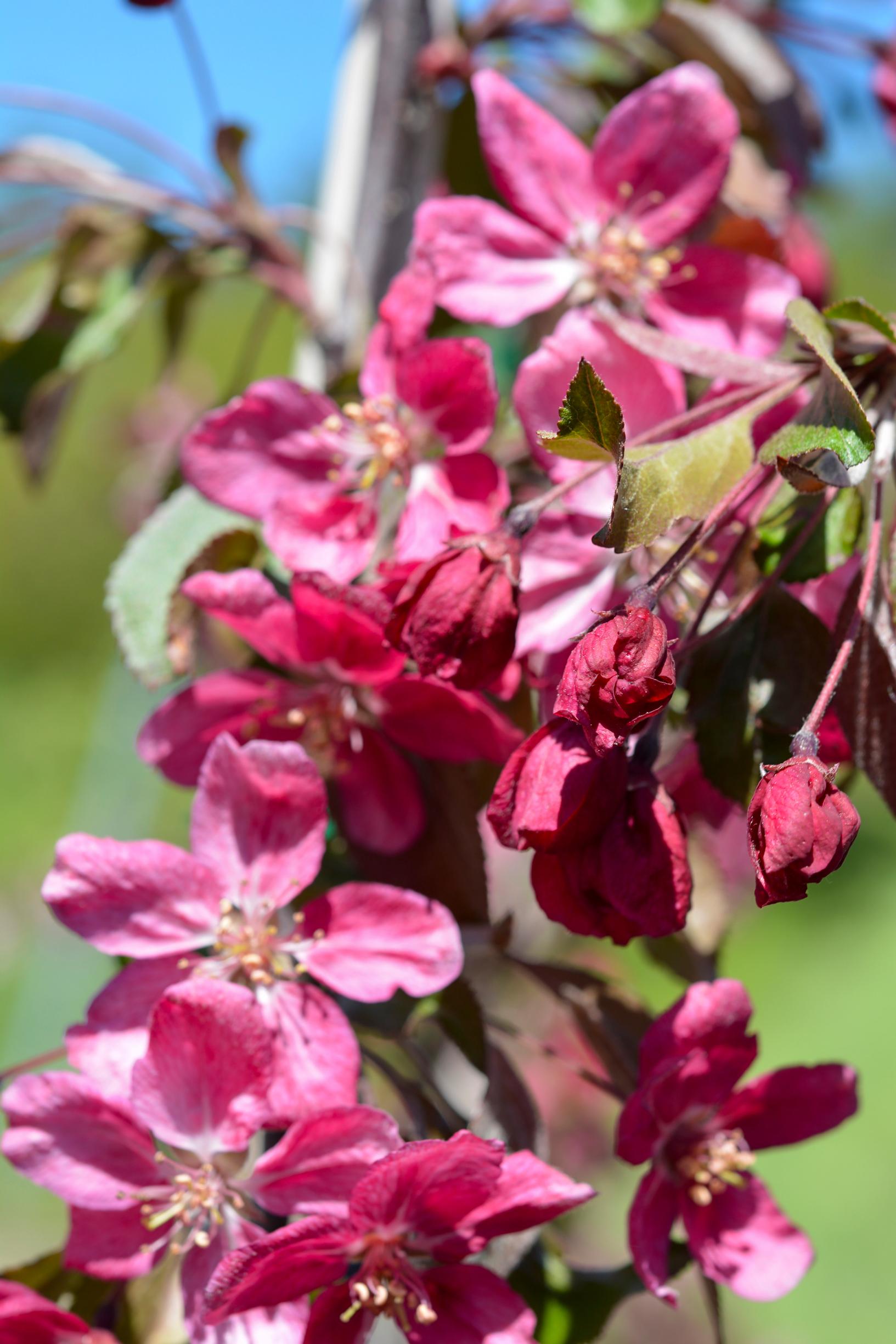 Weeping crabapple Ruby Tears