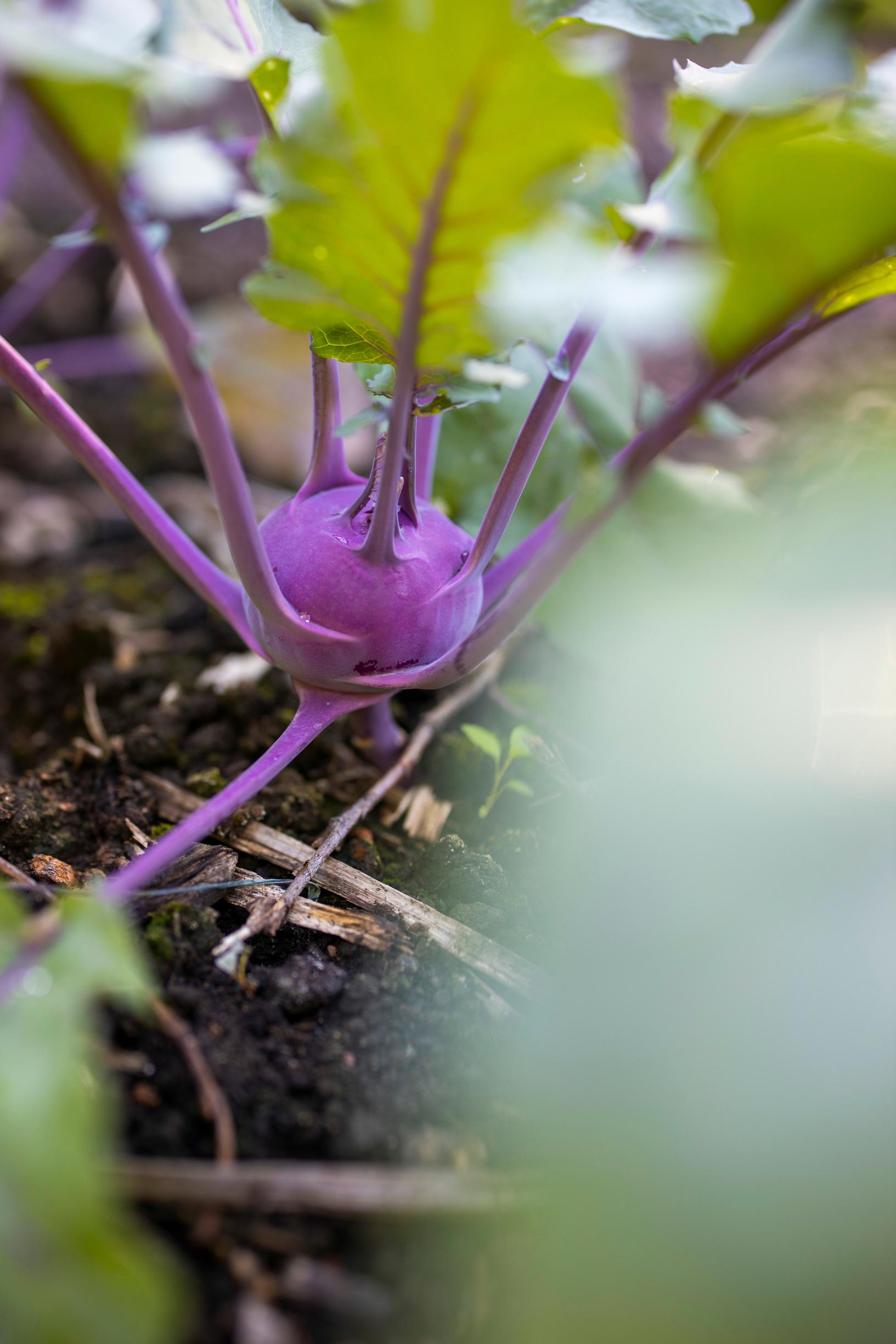 kohlrabi