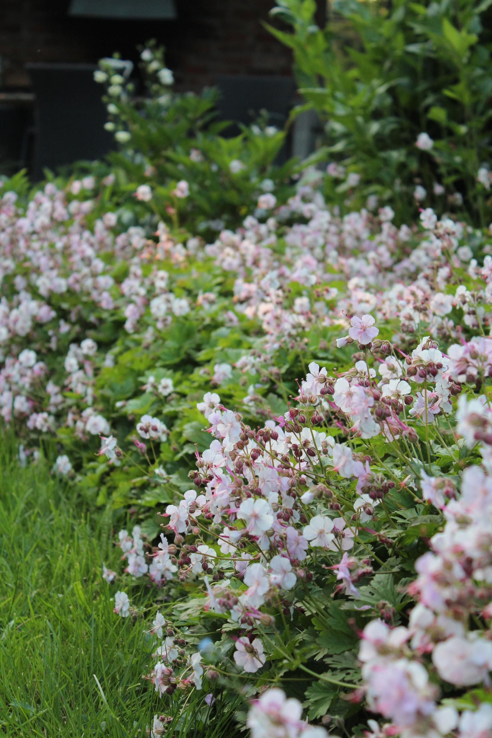ground cover plants: Rock cranesbill