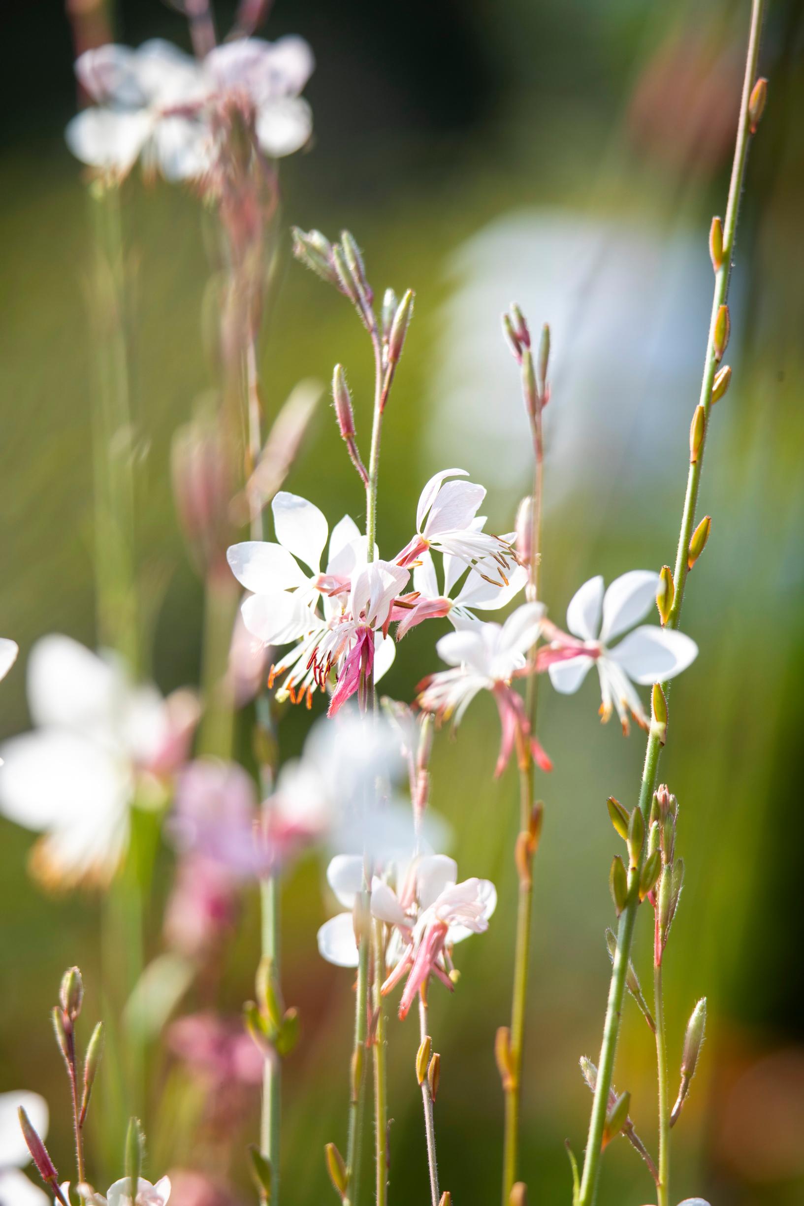 Gaura