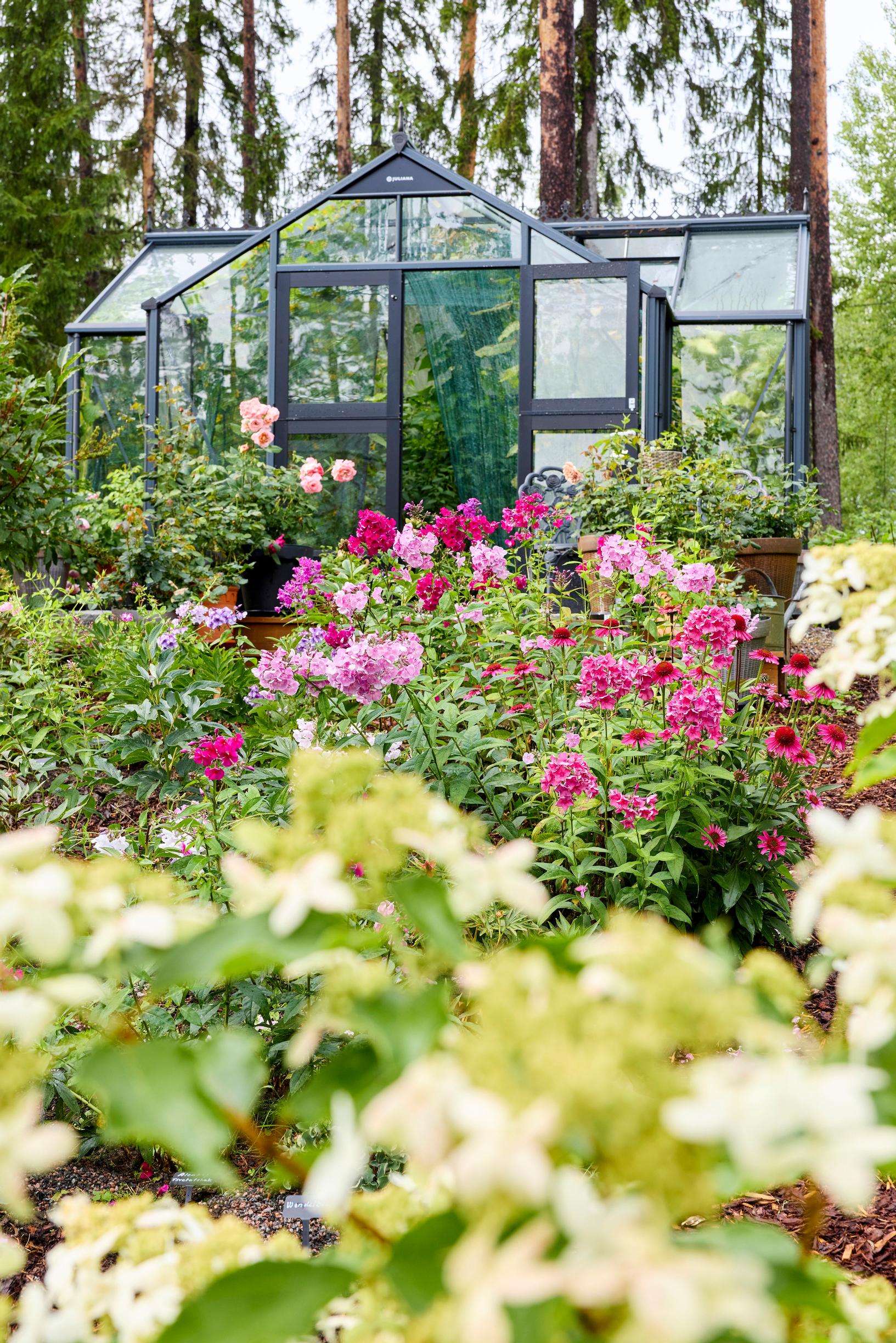 phlox garden