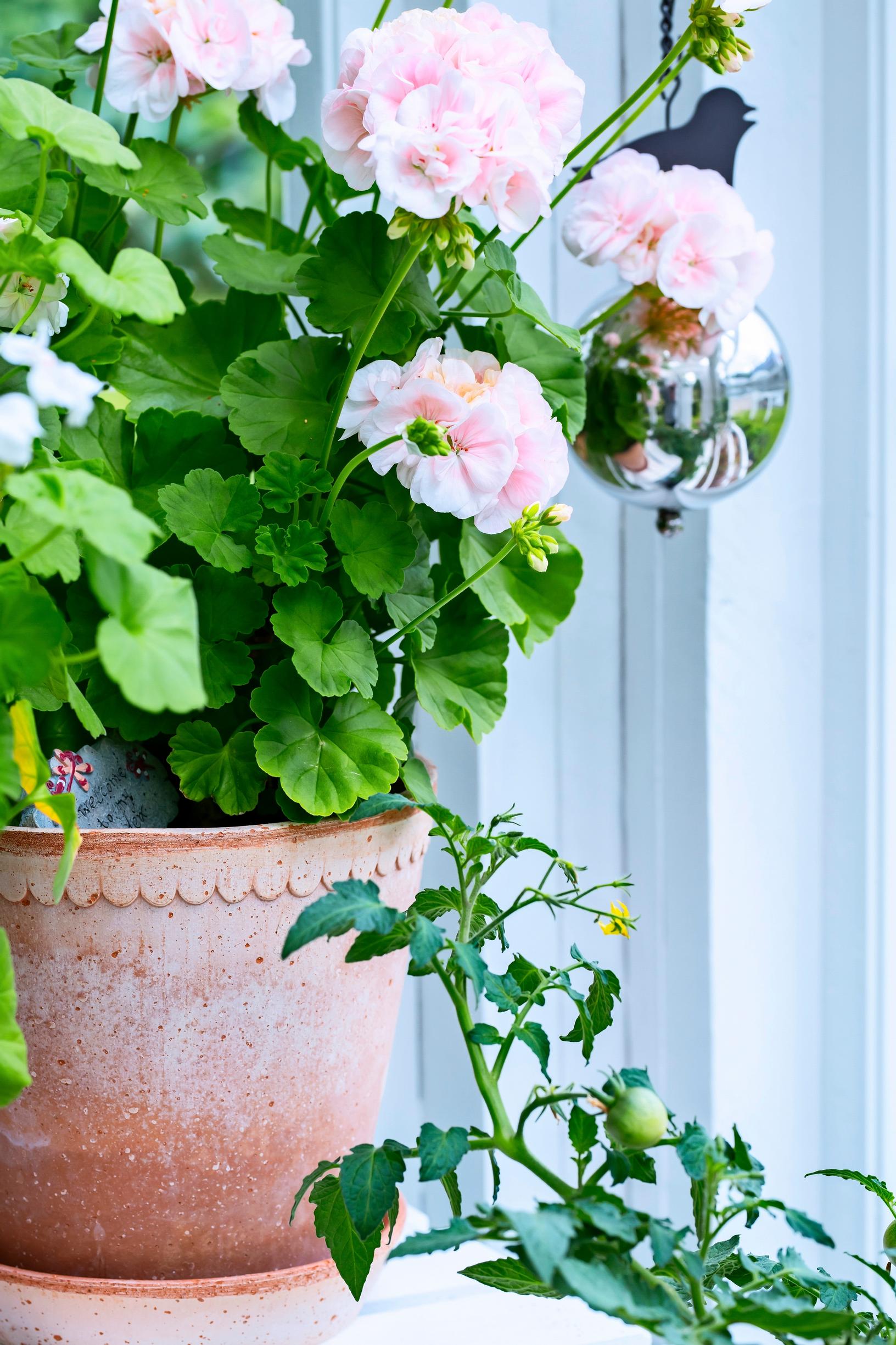 Pelargonium care and propagation