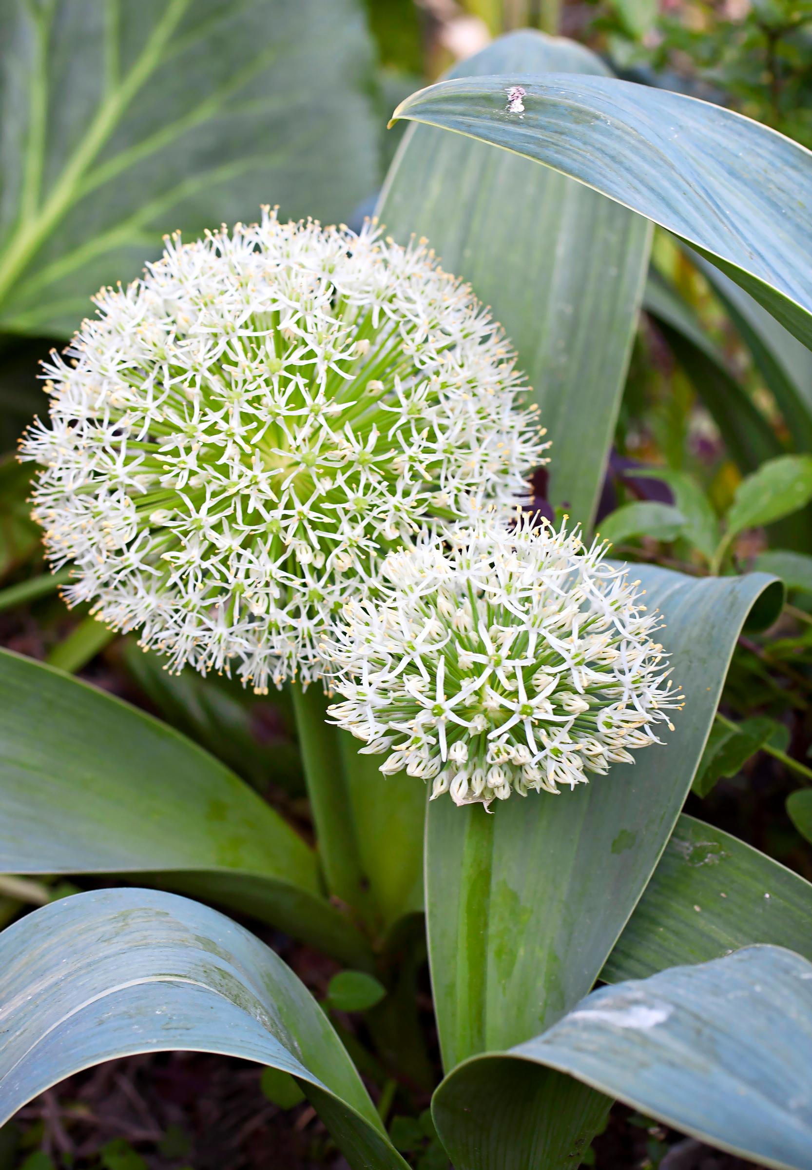 How to grow alliums