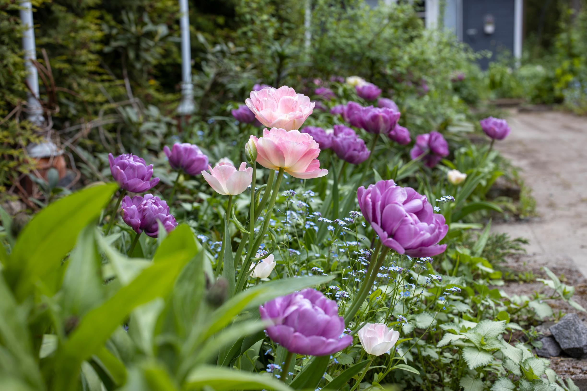 Why aren't my tulips blooming?