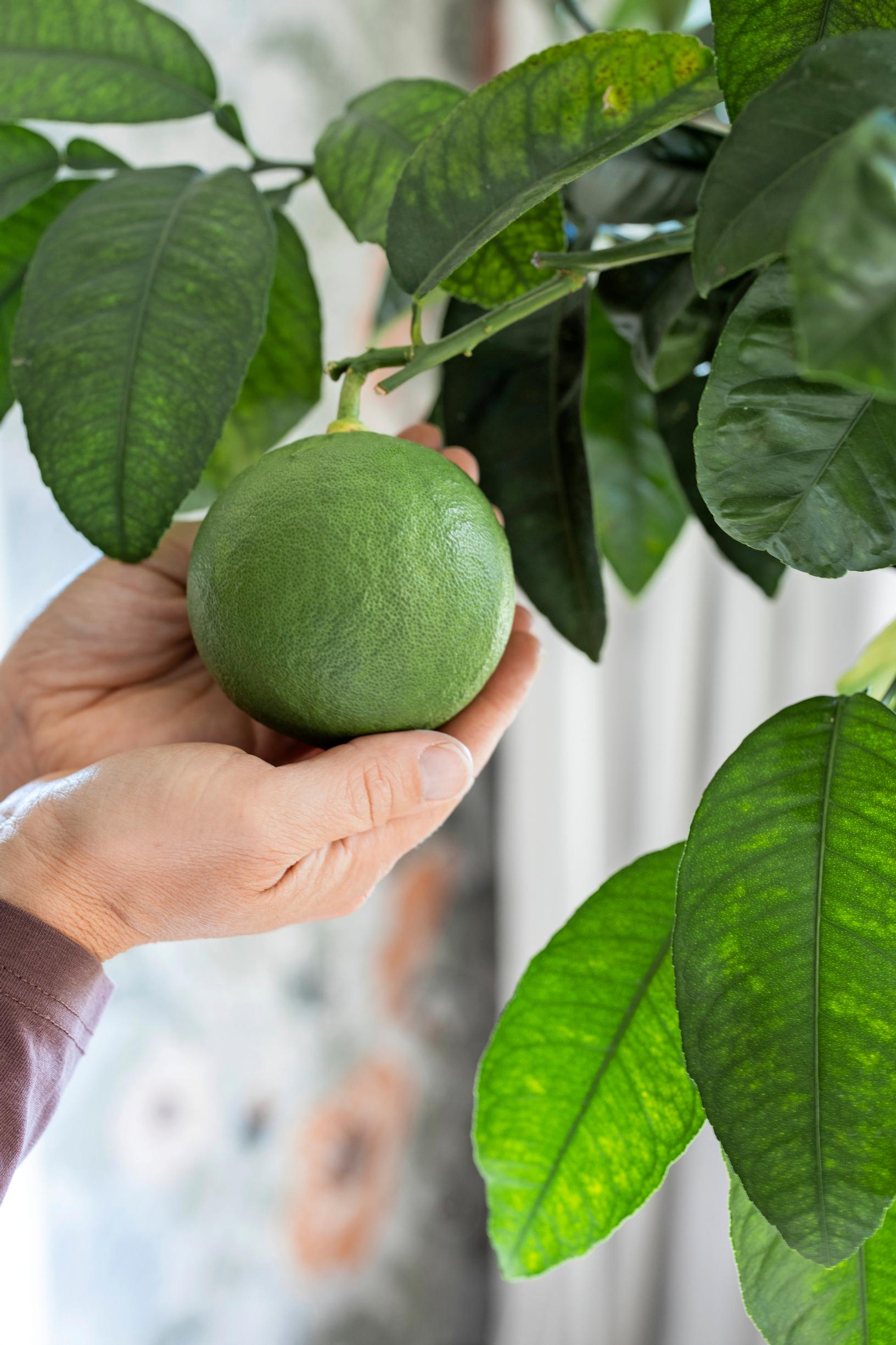 Pomelo (Citrus maxima)