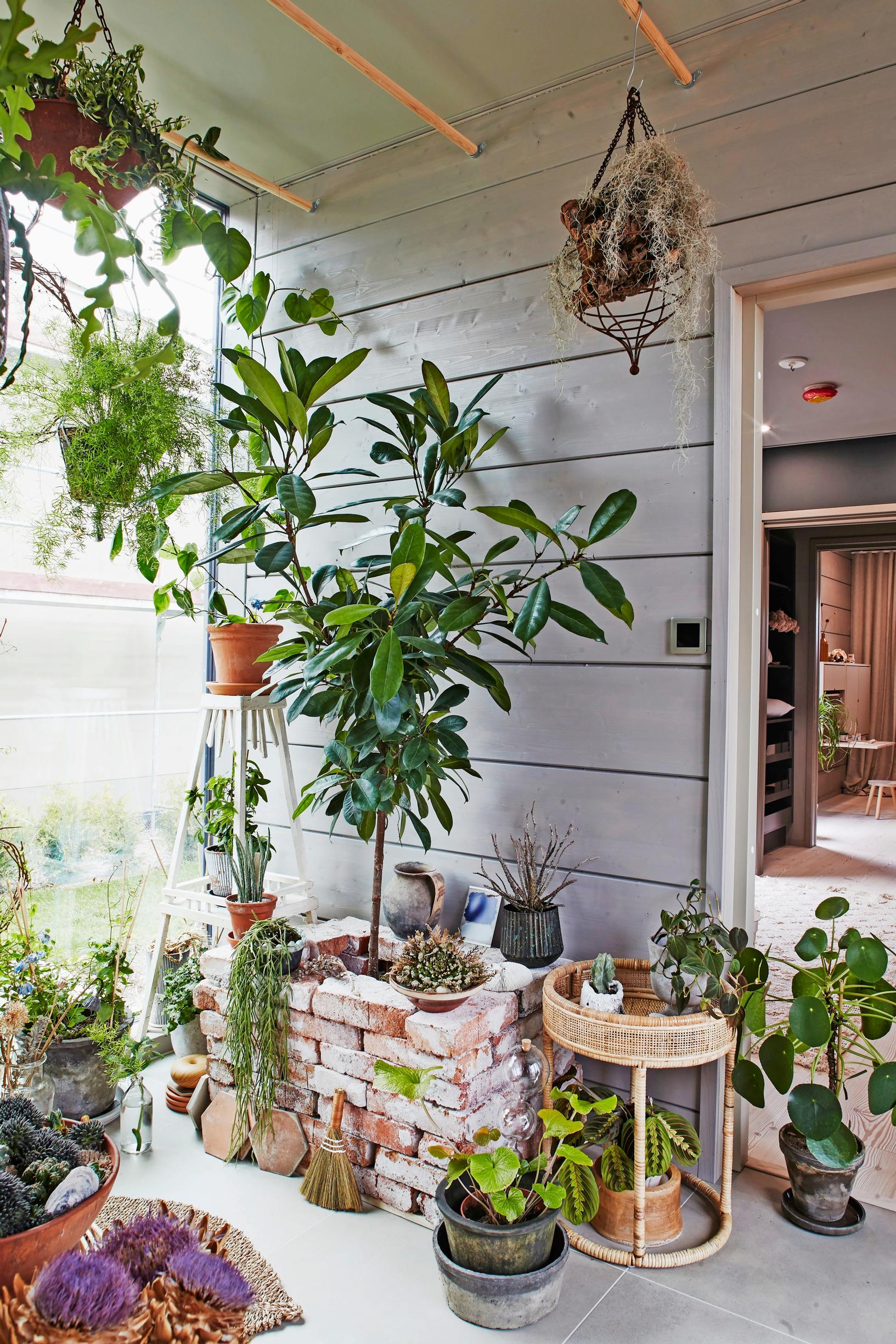 A jungle-like atmosphere in a single-family home’s greenhouse area