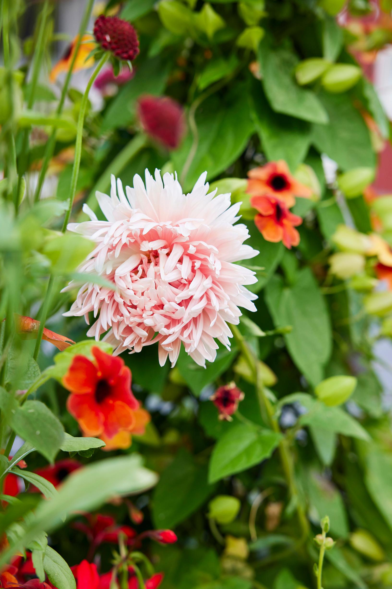 China aster blooms in front of coneflower and climbing black-eyed susan vine.