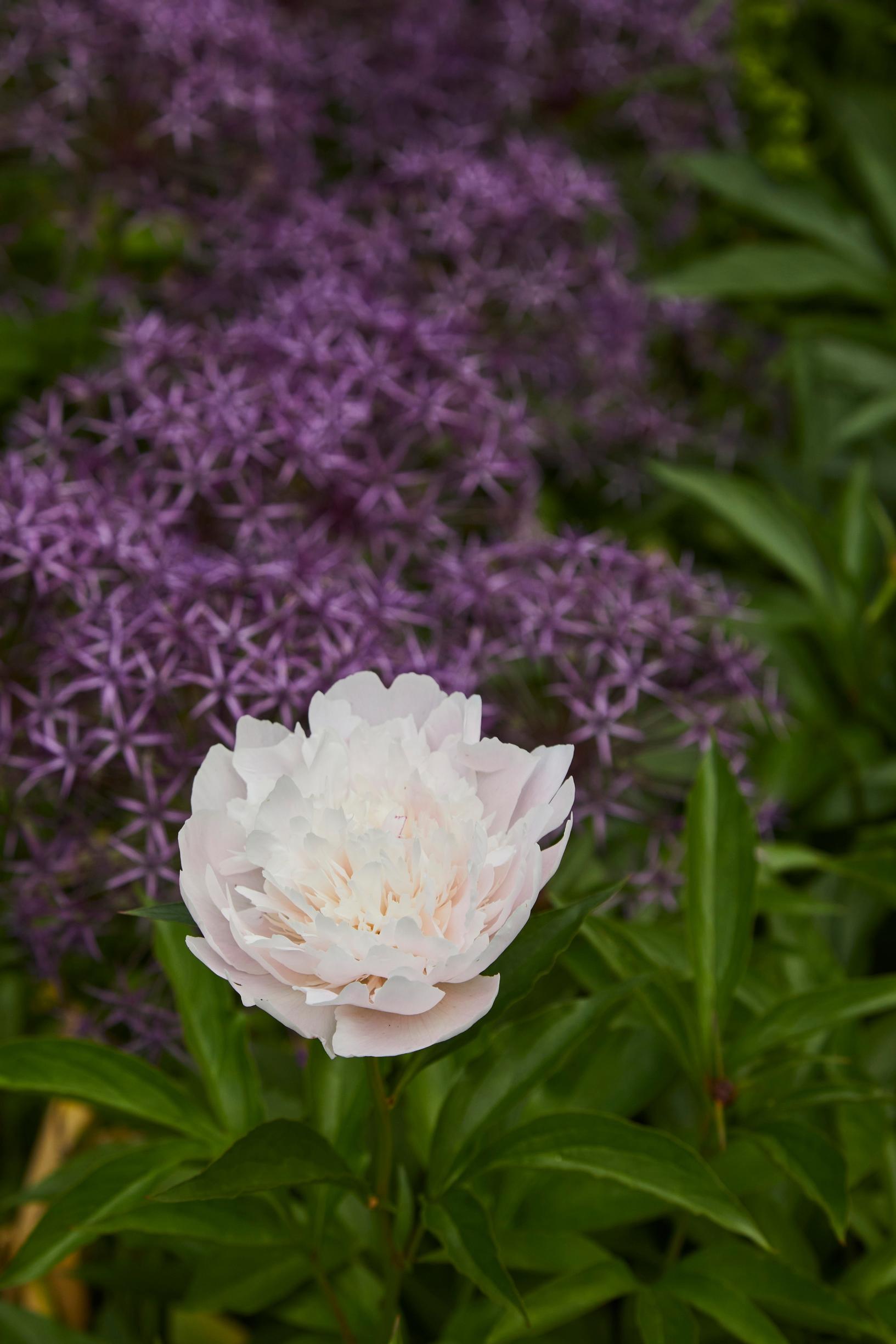 Toward the end of its bloom, ‘Madame Calot’ is almost white.