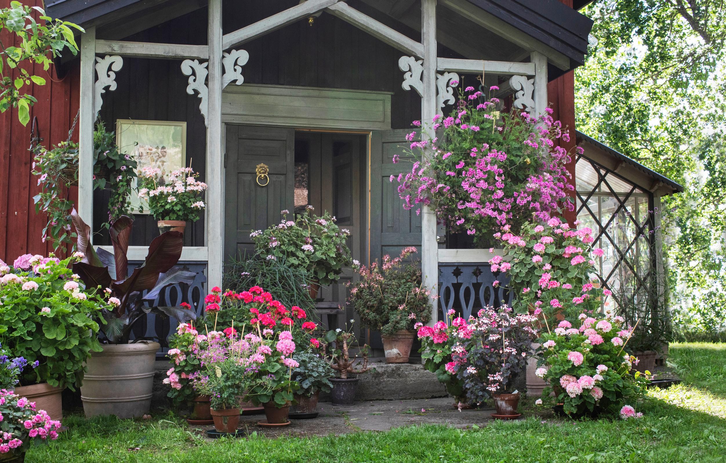 pelargonium collection